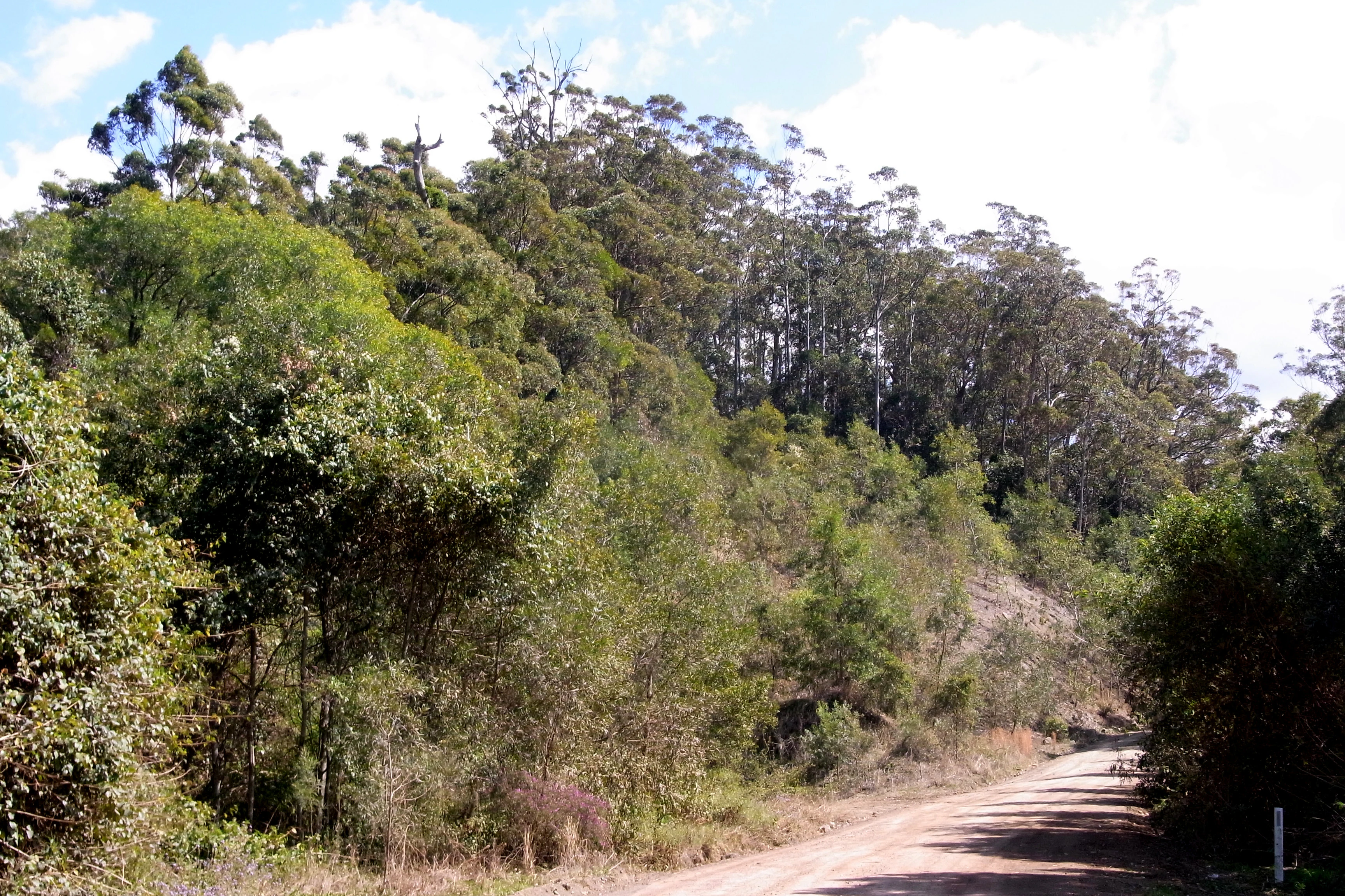 A dirt road leading into a dense, forested area with tall eucalyptus trees and lush undergrowth in Killabakh Nature Reserve.