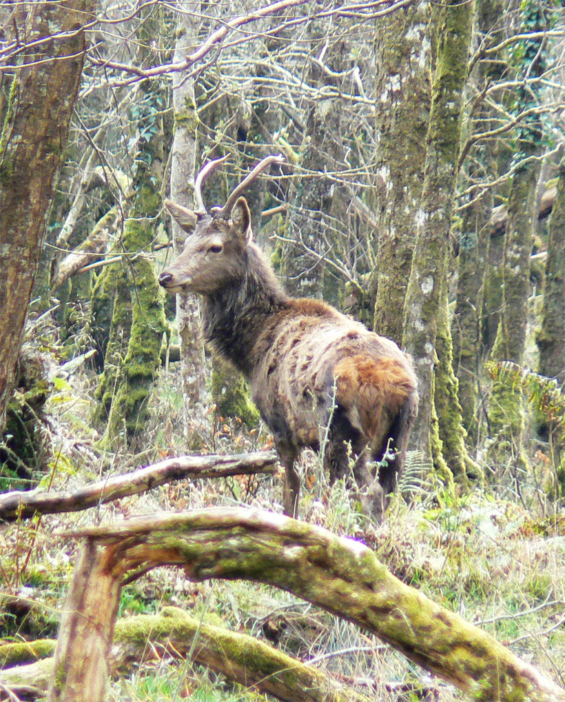 A young red deer buck with small antlers stands in a forested area with moss-covered trees and fallen branches