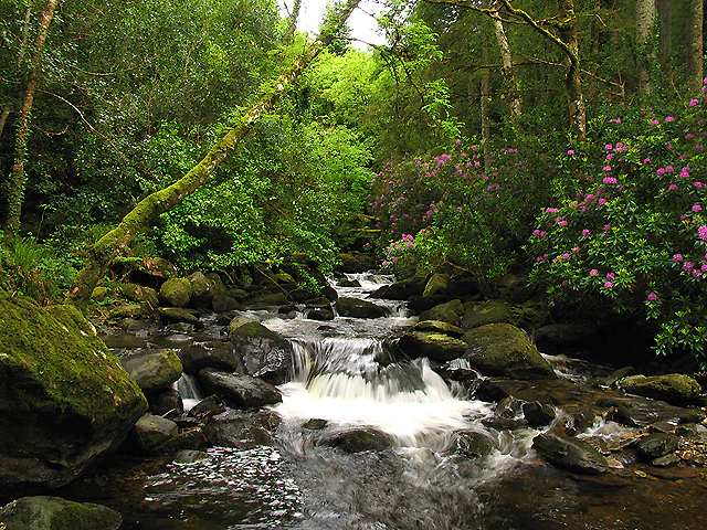Waterfall flowing over rocks surrounded by green trees and pink rhododendron flowers