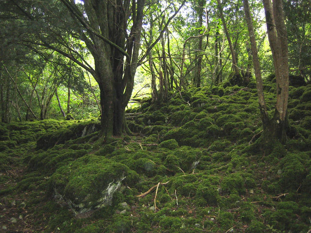 Dense forest scene with moss-covered ground and tree trunks, showing an ancient yew wood with dappled sunlight filtering through the canopy