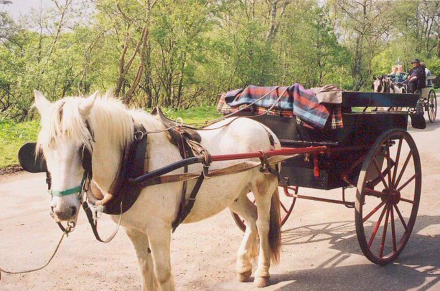 White horse pulling a dark carriage with red wheels on a paved road, surrounded by green trees and additional carriages in the background