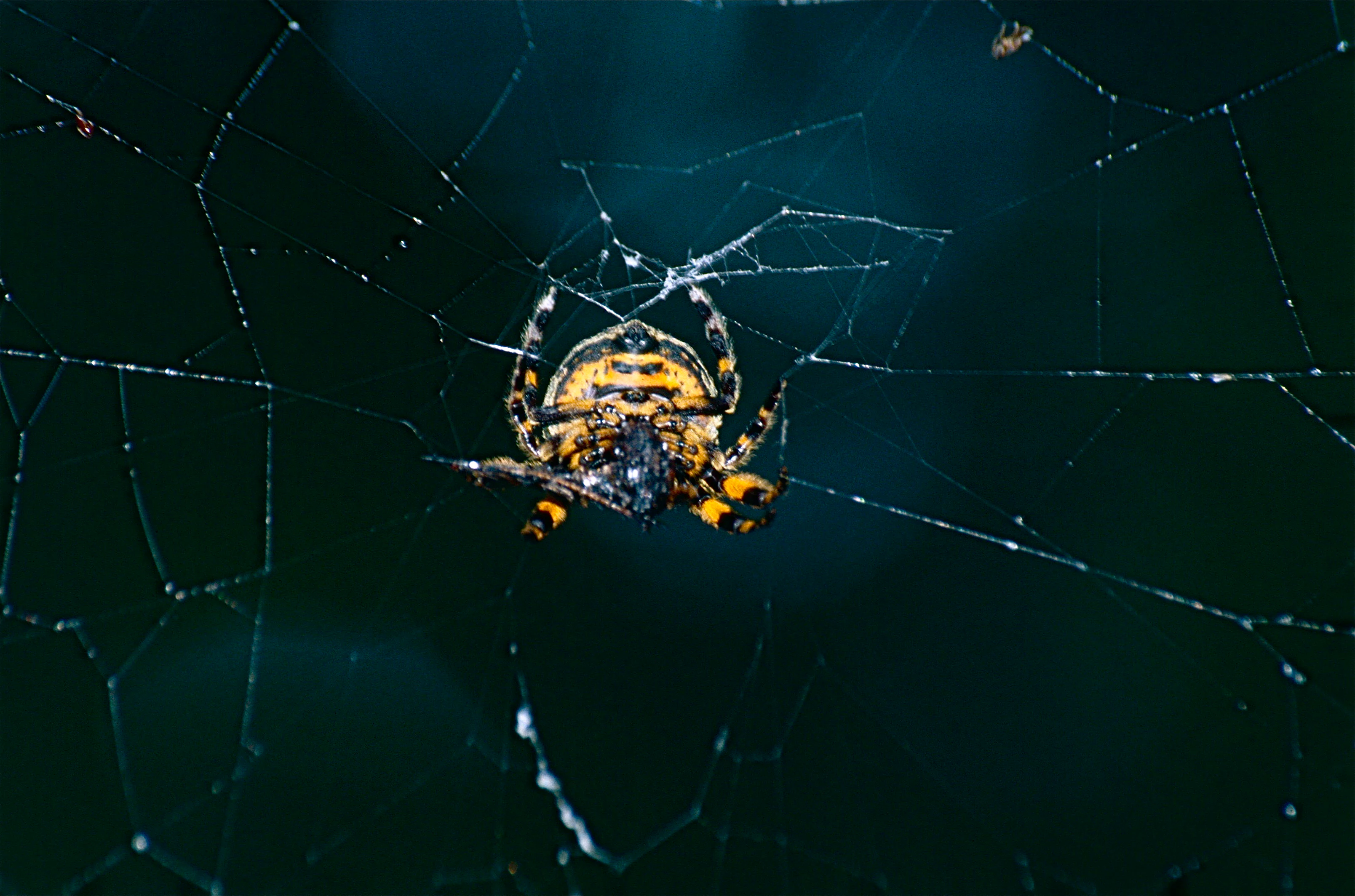A close-up view of an orb web spider viewed from beneath, showing its yellow and black patterned abdomen, centered on a delicate spider web against a dark, out-of-focus forest background.