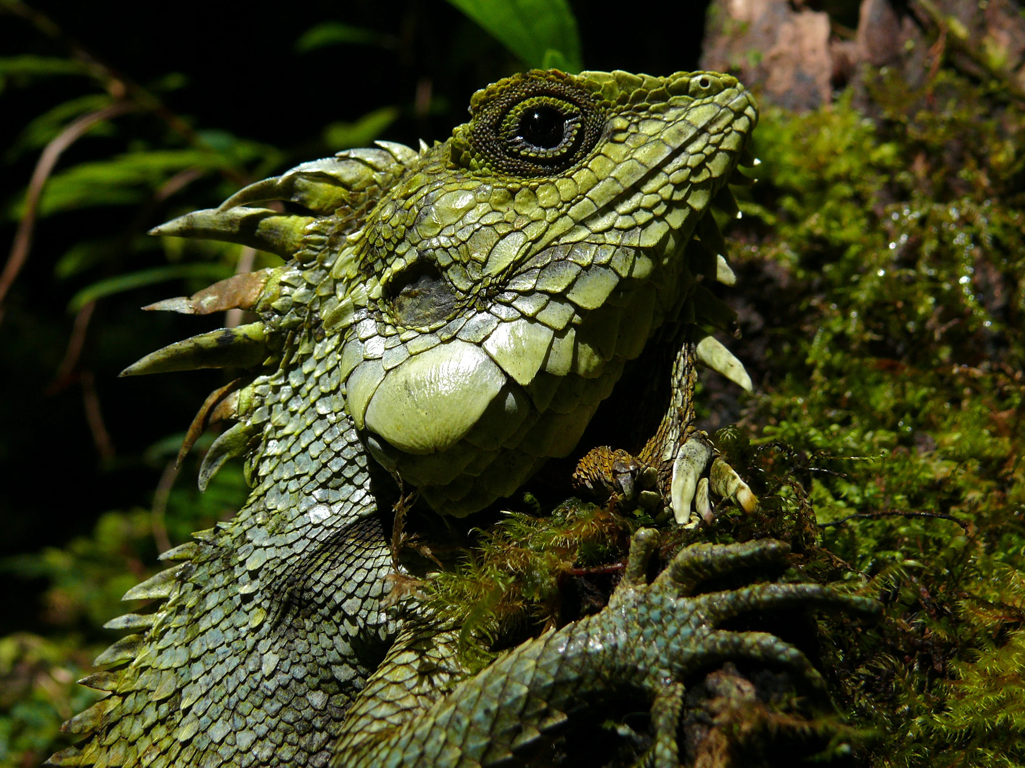 Close-up profile view of a green Kinabalu crested dragon showing its spiky crest and textured scales while perched on a mossy surface.