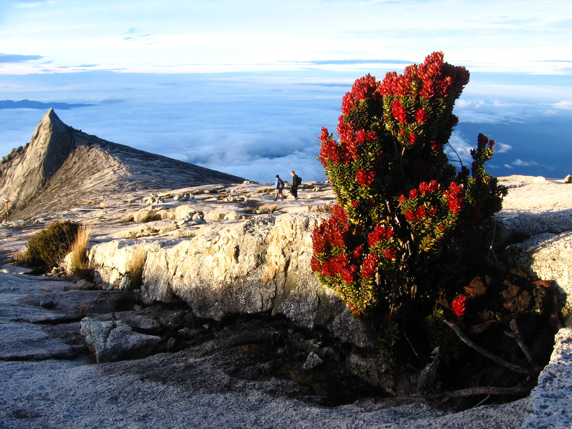 A flowering red bush stands on the granite rock surface near the summit of Mount Kinabalu, with two hikers walking in the distance and a sea of clouds visible below.