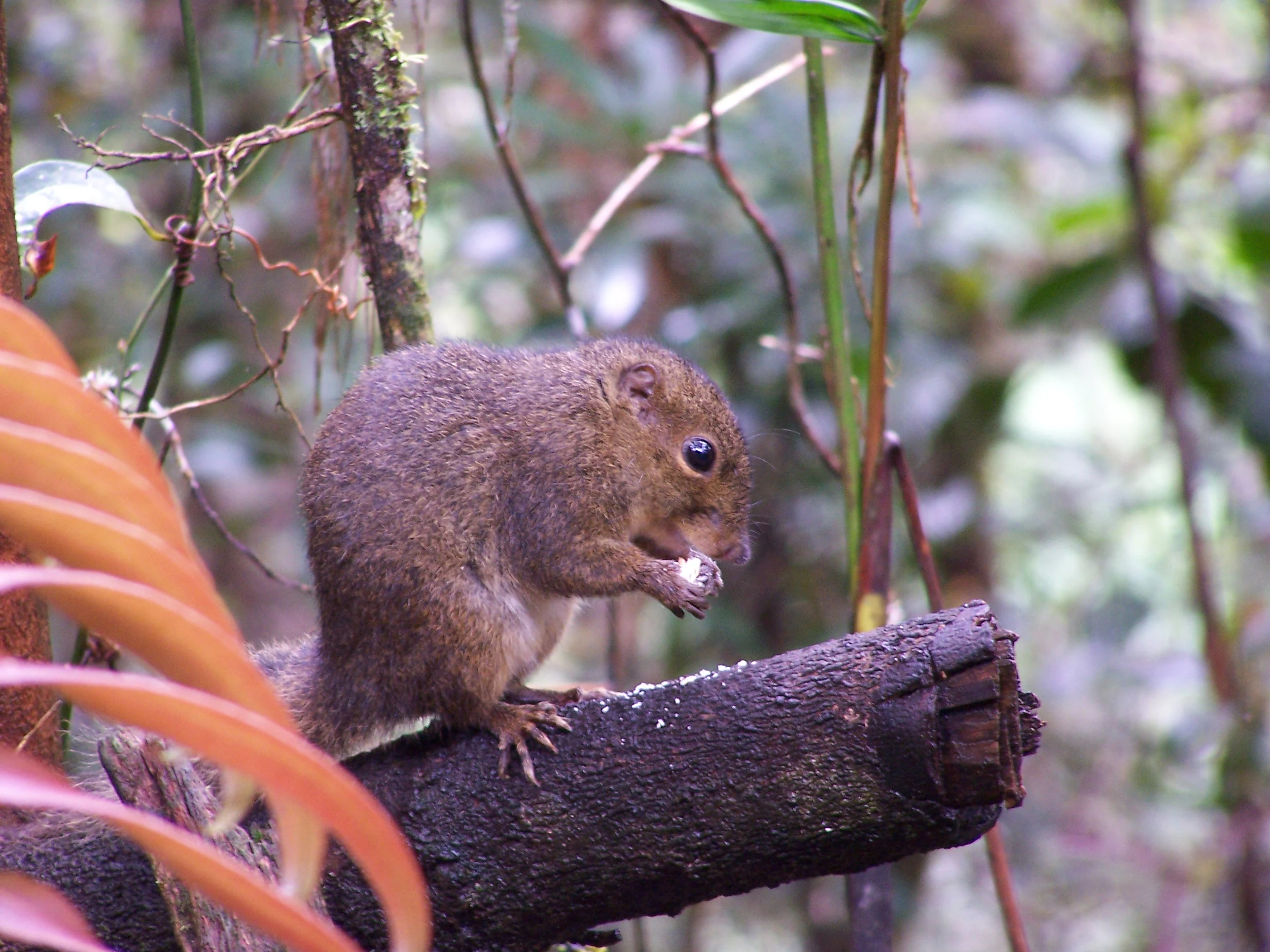 A brown squirrel perched on a tree branch in a forest setting, eating a small object held in its paws.