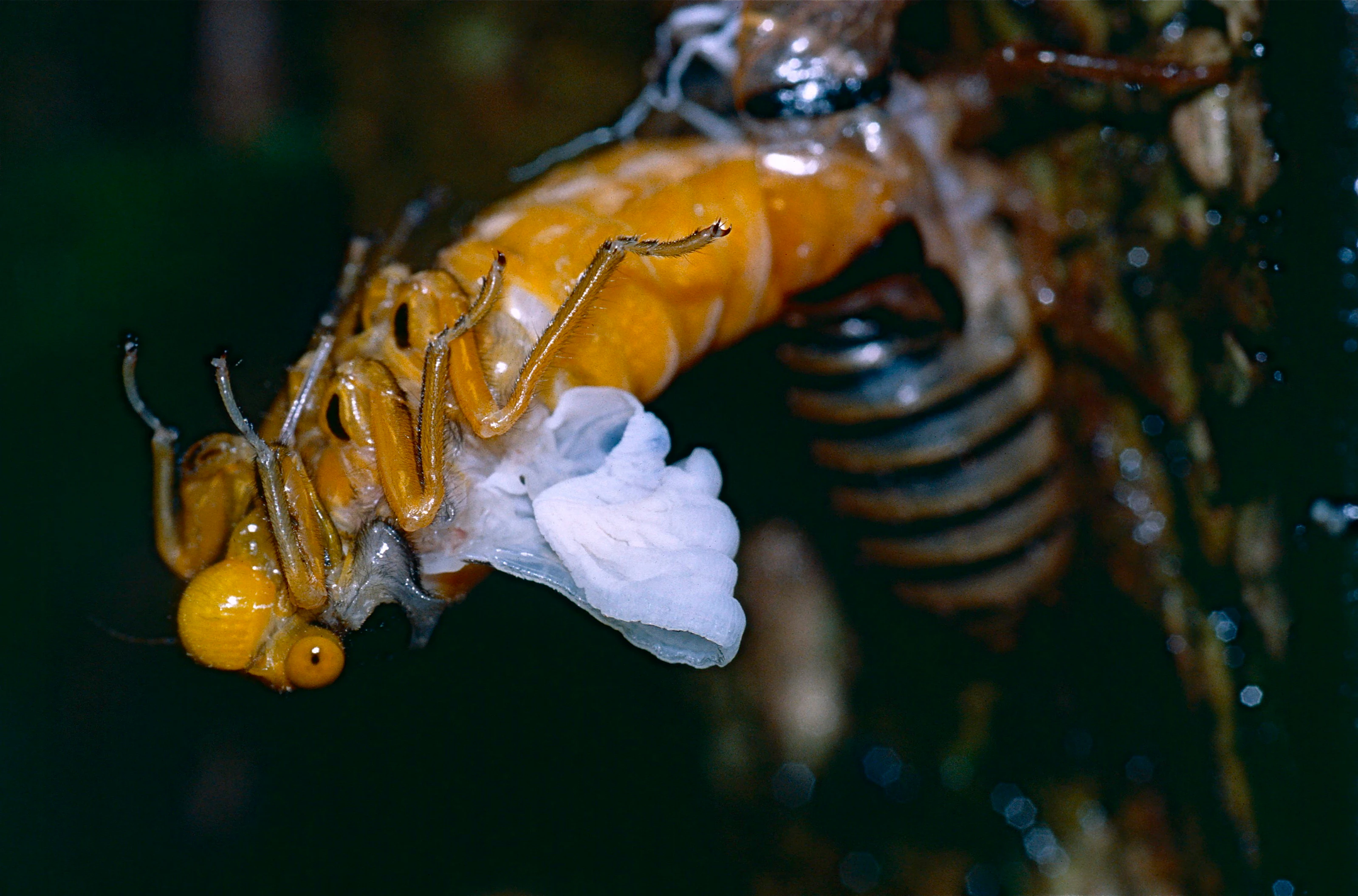A bright yellow, newly emerged cicada pulling itself out of its empty brown nymph shell attached to a tree bark.