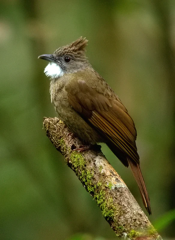 A brown Ochraceous Bulbul bird with a distinctive white throat and small crest perched on a moss-covered branch against a blurred green forest background.