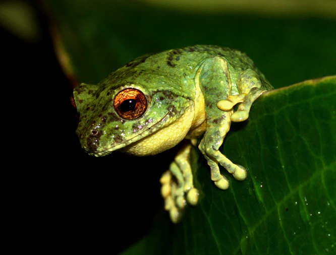 A small green tree frog with large orange eyes perched on the edge of a broad dark green leaf against a black background.