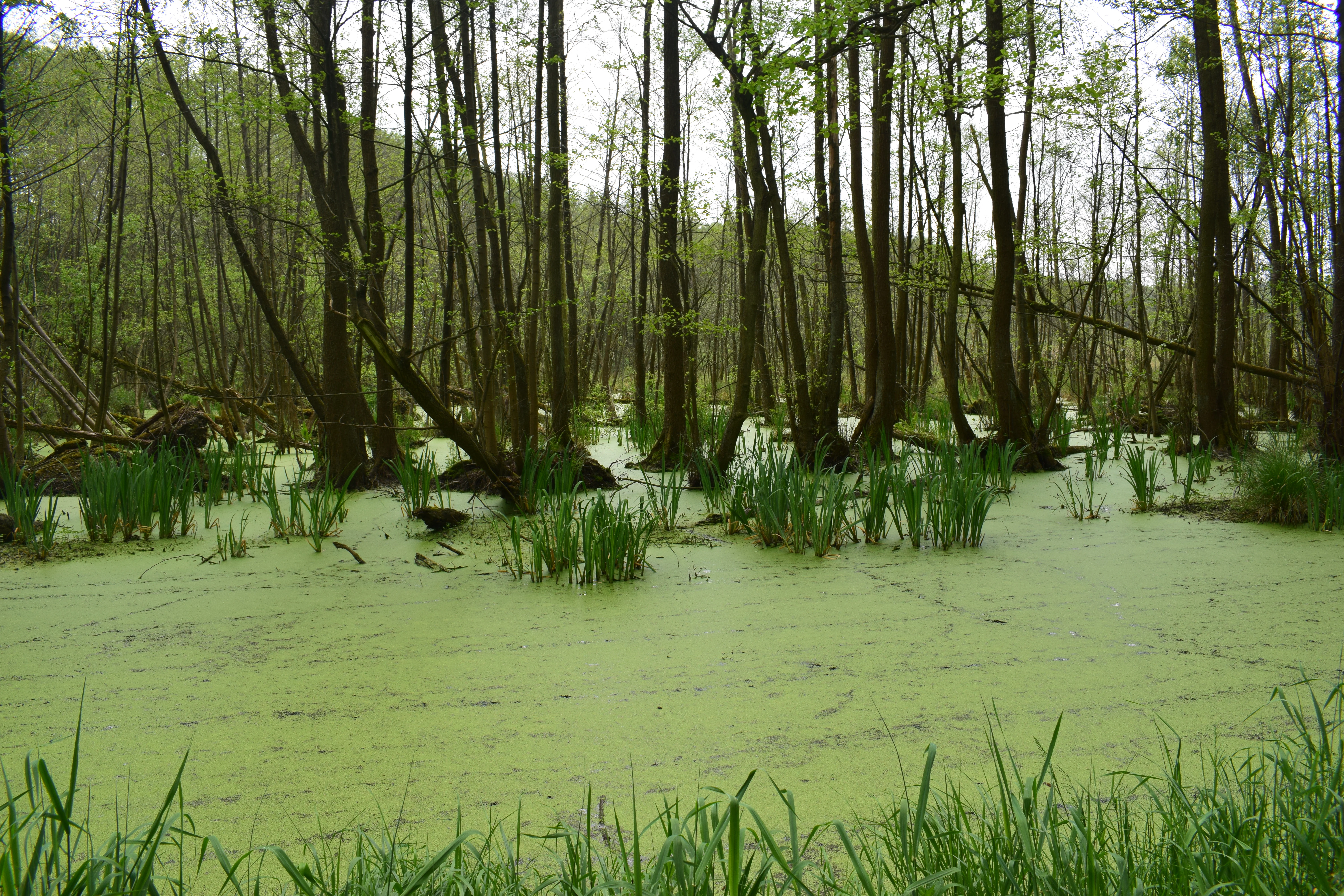 A dense green layer of duckweed covers the slow-moving surface of the Kindelfliess stream, surrounded by a swampy forest of thin trees.