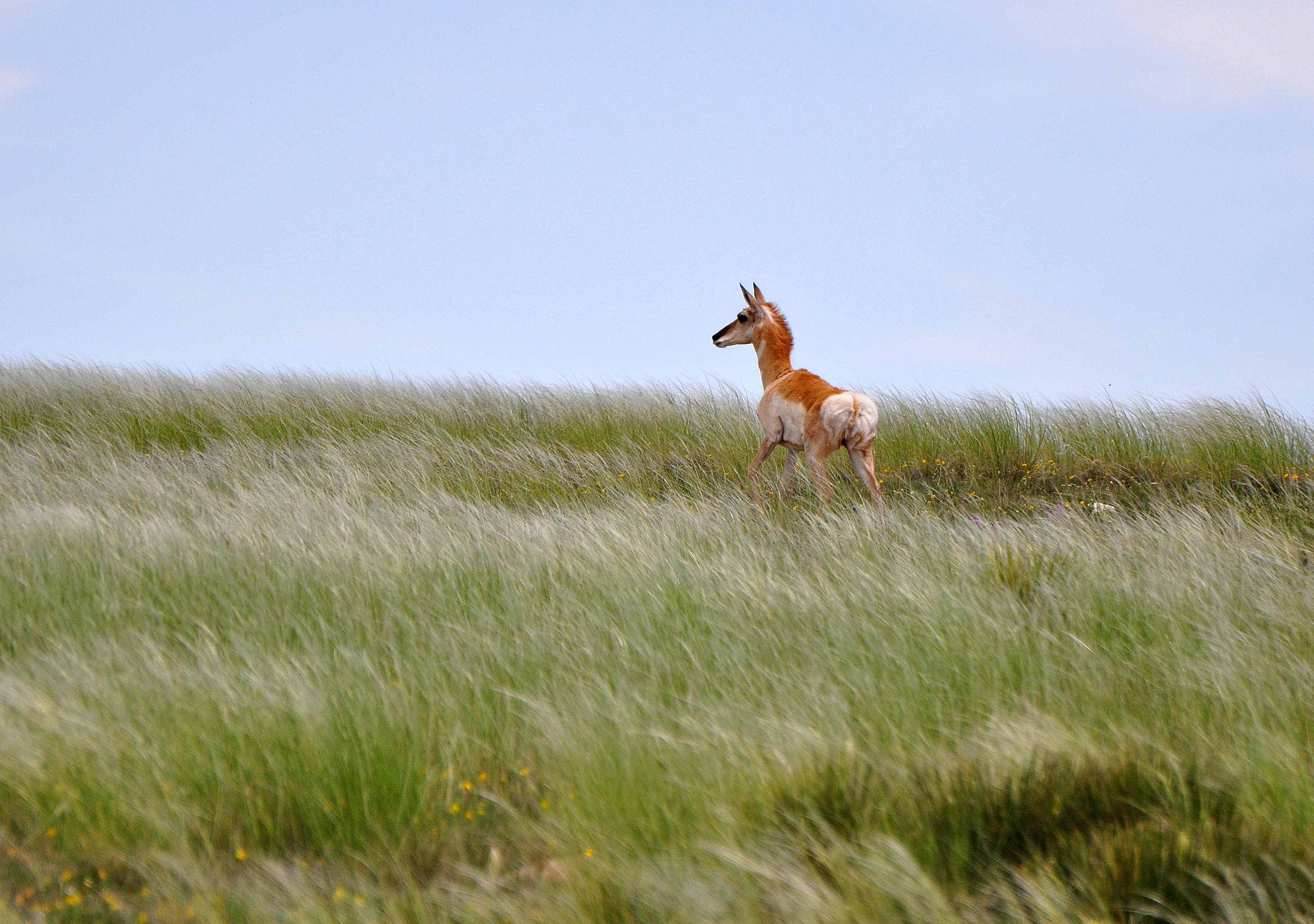 A young pronghorn standing in tall, windswept grass in a prairie setting with a light blue sky in the background.