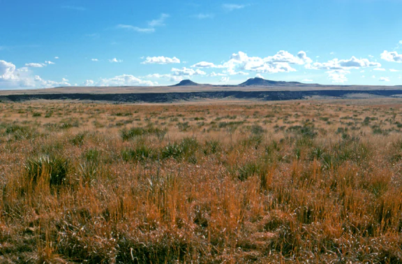 A wide, open prairie landscape featuring tall, dry grasses in the foreground, flat terrain, and low, distant hills under a blue sky with scattered clouds.
