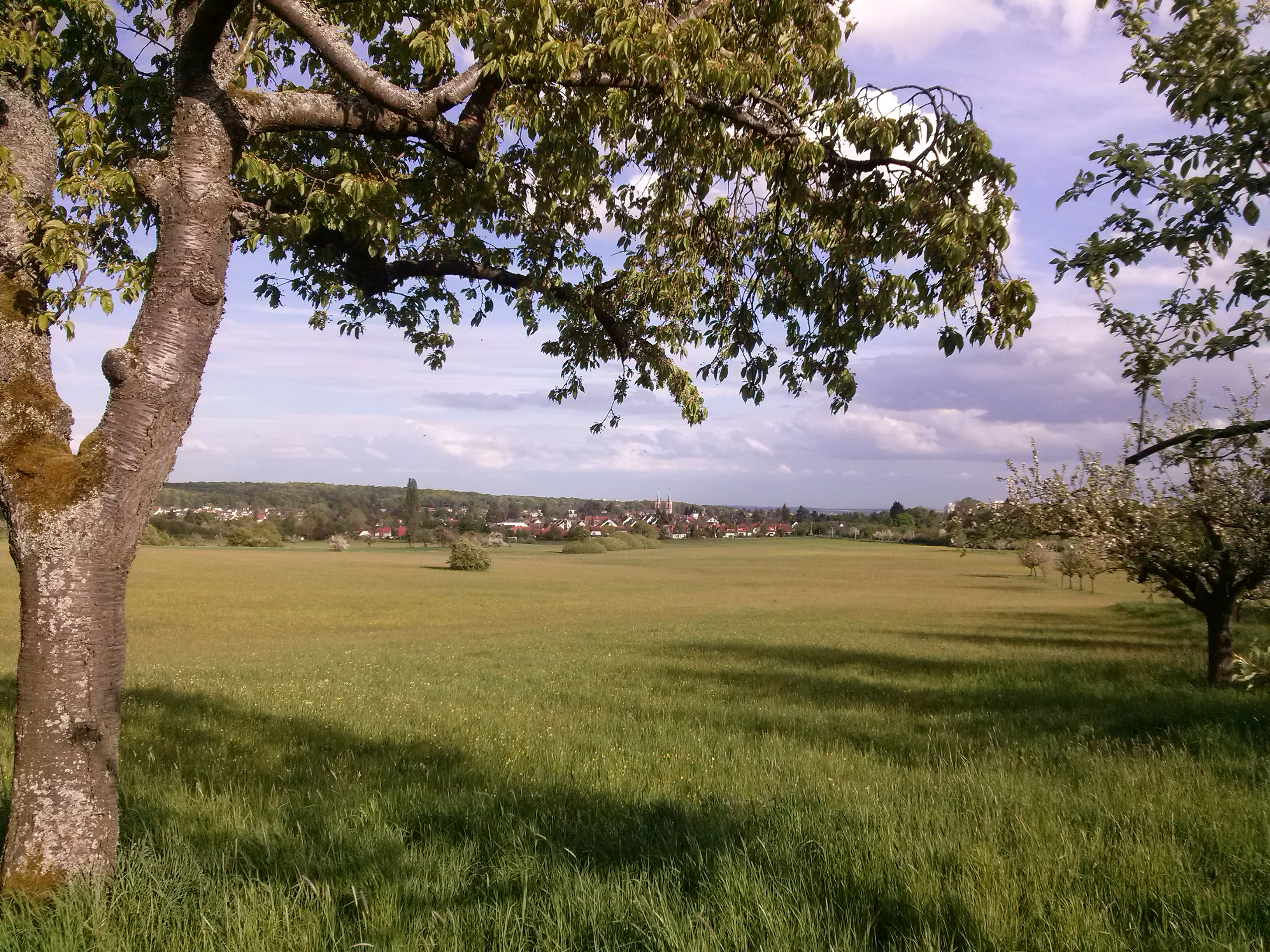 A wide view of a grassy meadow with large fruit trees in the foreground, looking toward the distant town buildings and church towers under a cloudy sky.