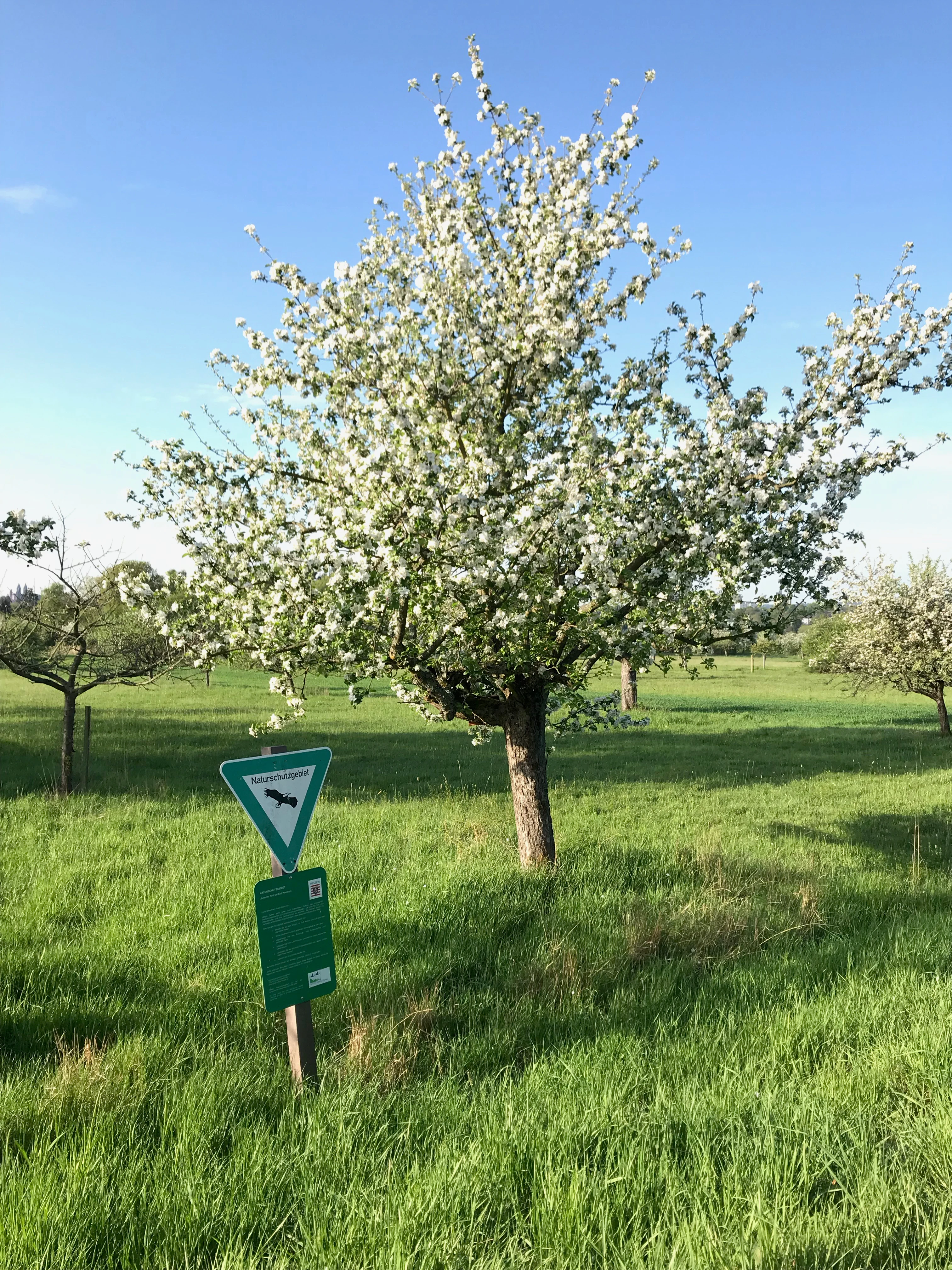 An apple tree in full white blossom stands in a lush green meadow, with a German nature reserve signage post in the foreground.