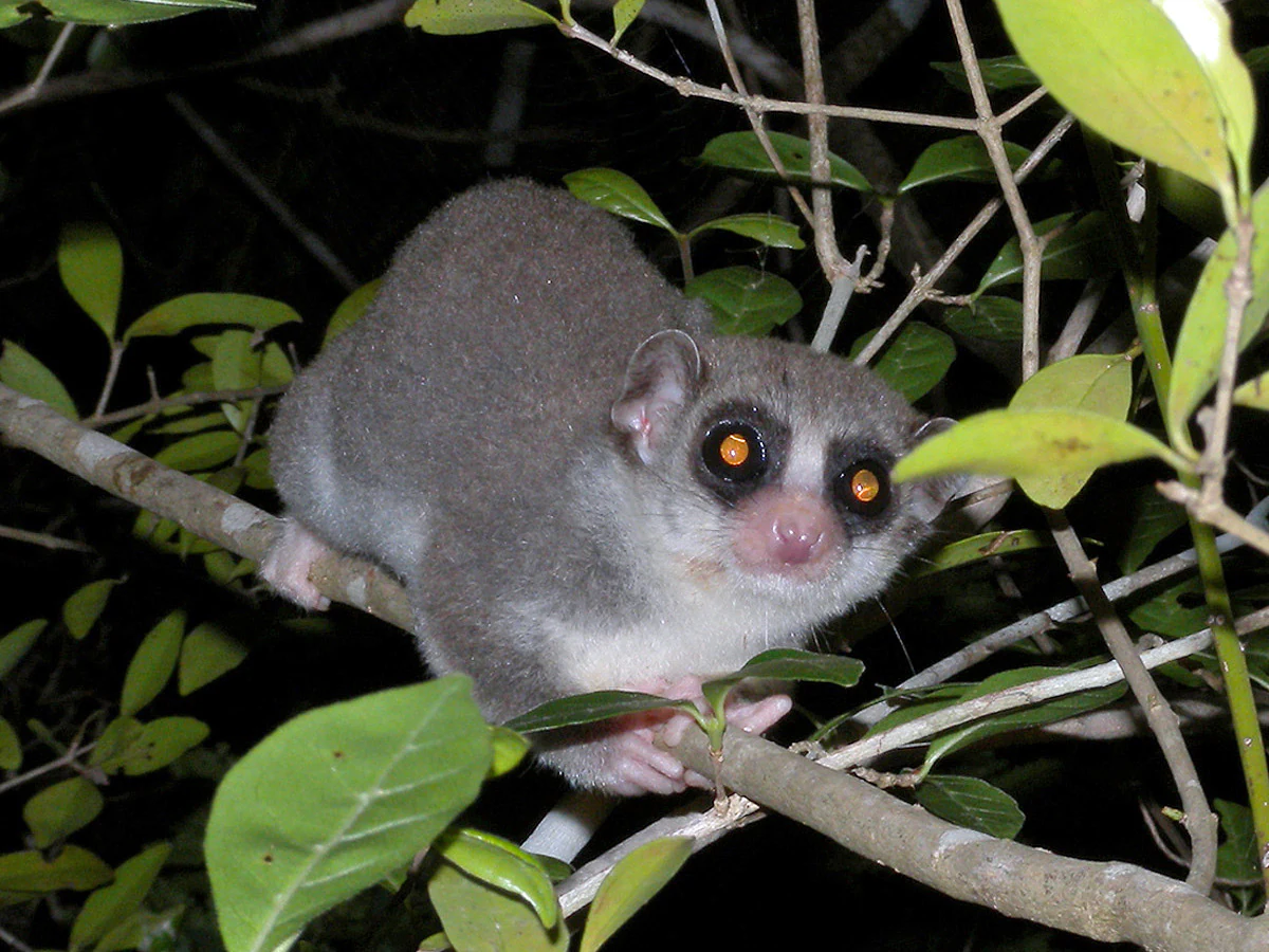 Un pequeño lémur enano de cola gruesa con grandes ojos anaranjados aferrado a una rama delgada de un árbol por la noche, rodeado de follaje oscuro.