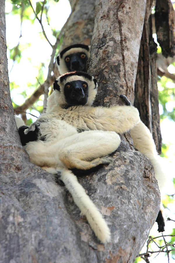 Dos lémures blancos y negros, identificados como sifacas de Verreaux, están posados en la horquilla de una rama grande de un árbol en un entorno de bosque seco.