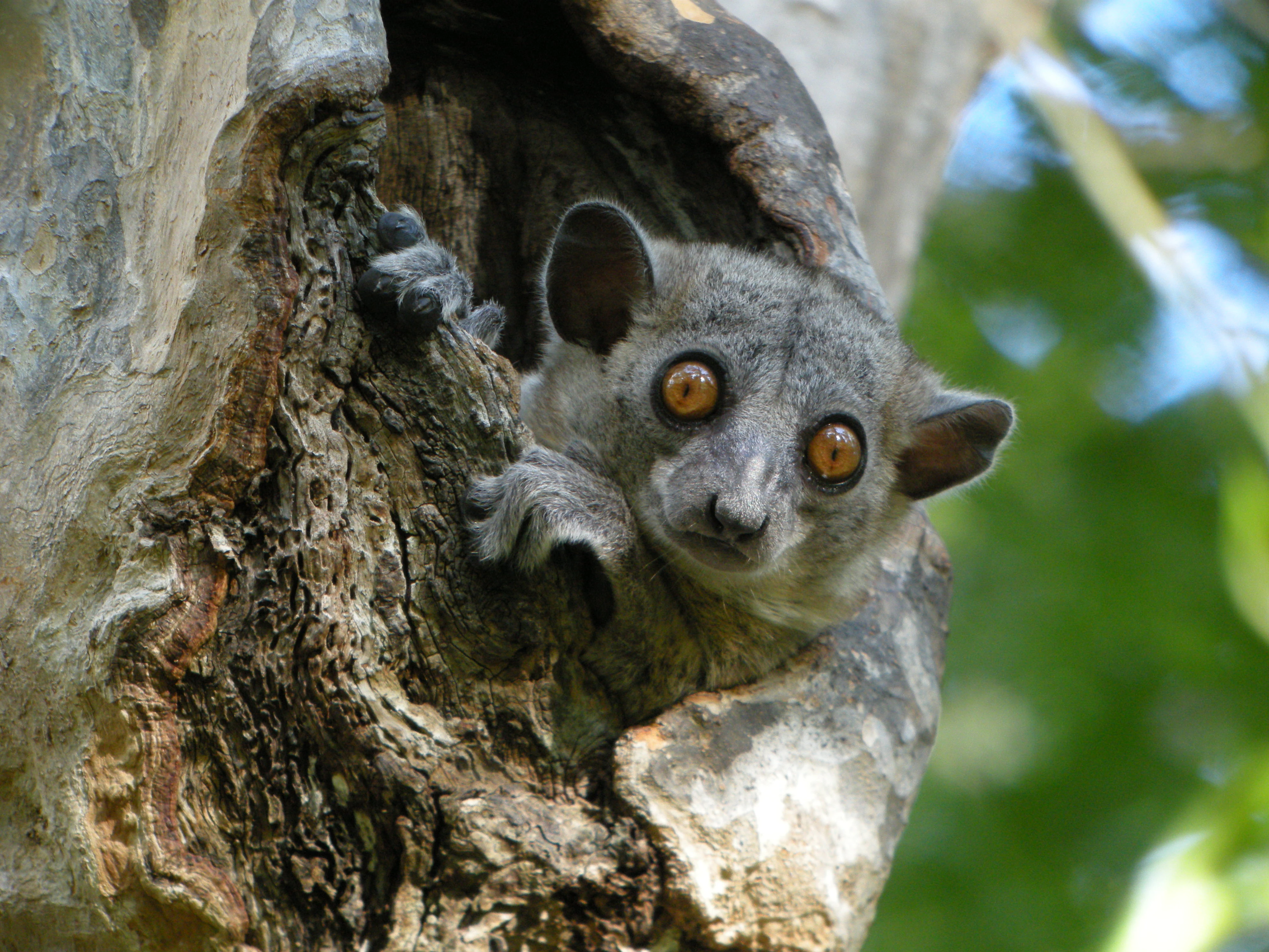 Una vista de cerca de un pequeño lémur gris con grandes ojos anaranjados que mira desde un hueco natural en el tronco de un árbol.