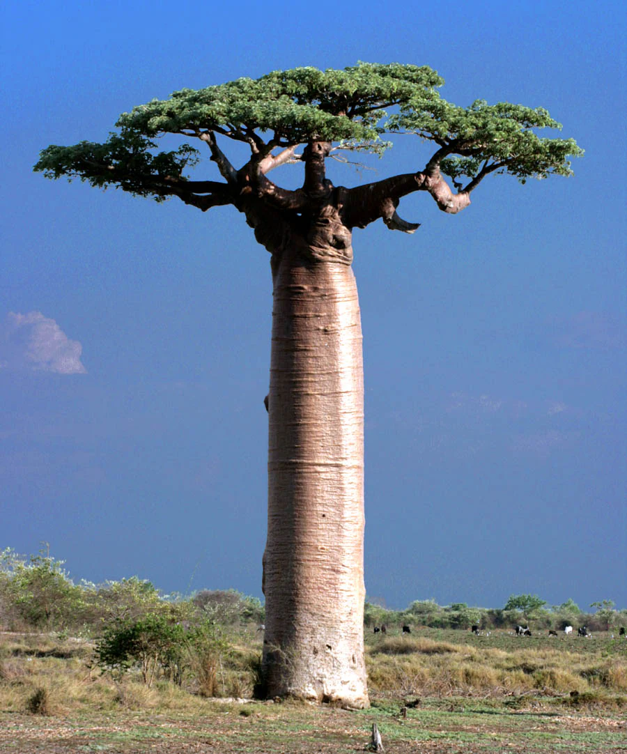 Un gran baobab de tronco grueso, con una copa de copa plana de hojas verdes, se alza solitario en un campo árido y herboso bajo un cielo azul despejado.