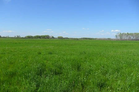A wide, flat green meadow under a clear blue sky with a distant line of trees on the horizon.