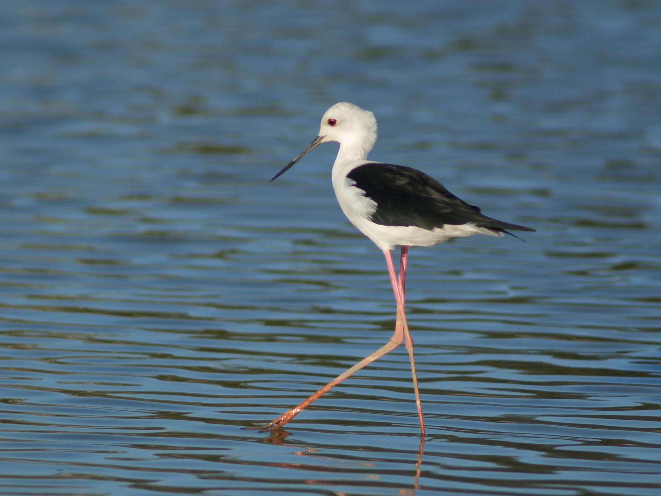 Black-winged Stilt (Himantopus himantopus) standing in shallow water with long pink legs and black-and-white plumage