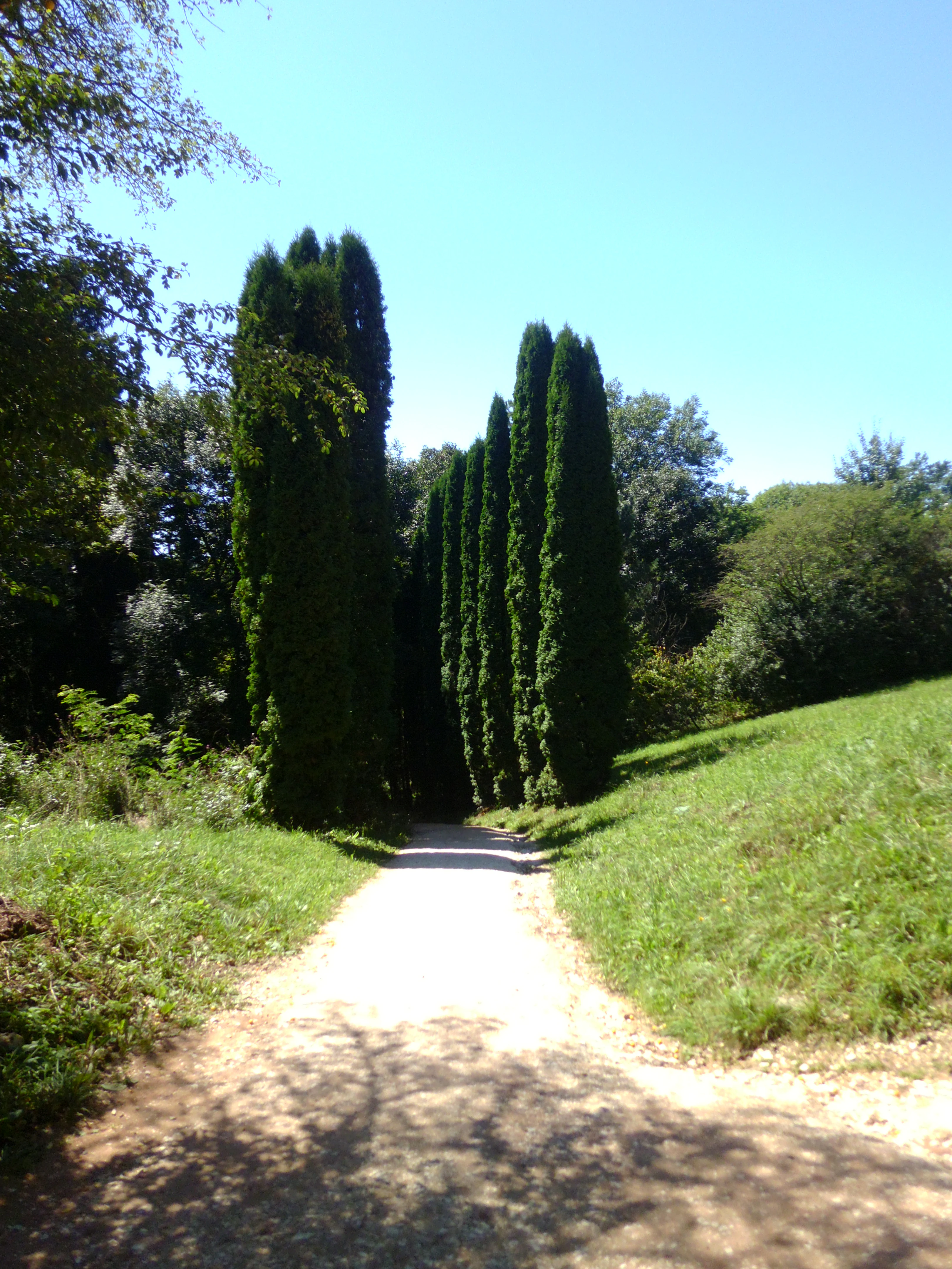 A dirt walking path leading into a dense cluster of tall, slender cypress trees in a sunny park setting.