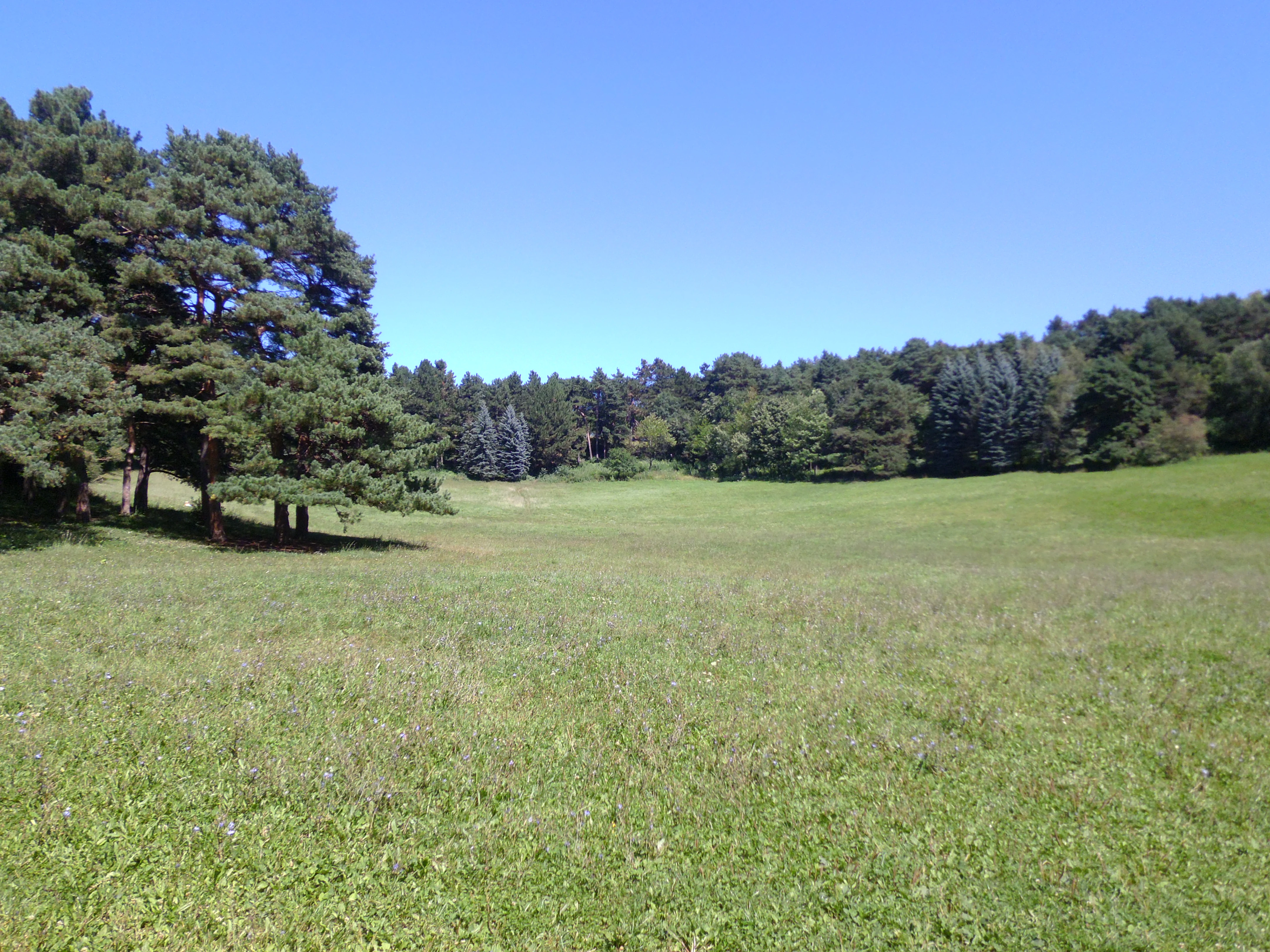 A wide, sunlit meadow surrounded by evergreen pine and spruce trees under a clear blue sky in Kislovodsk National Park.