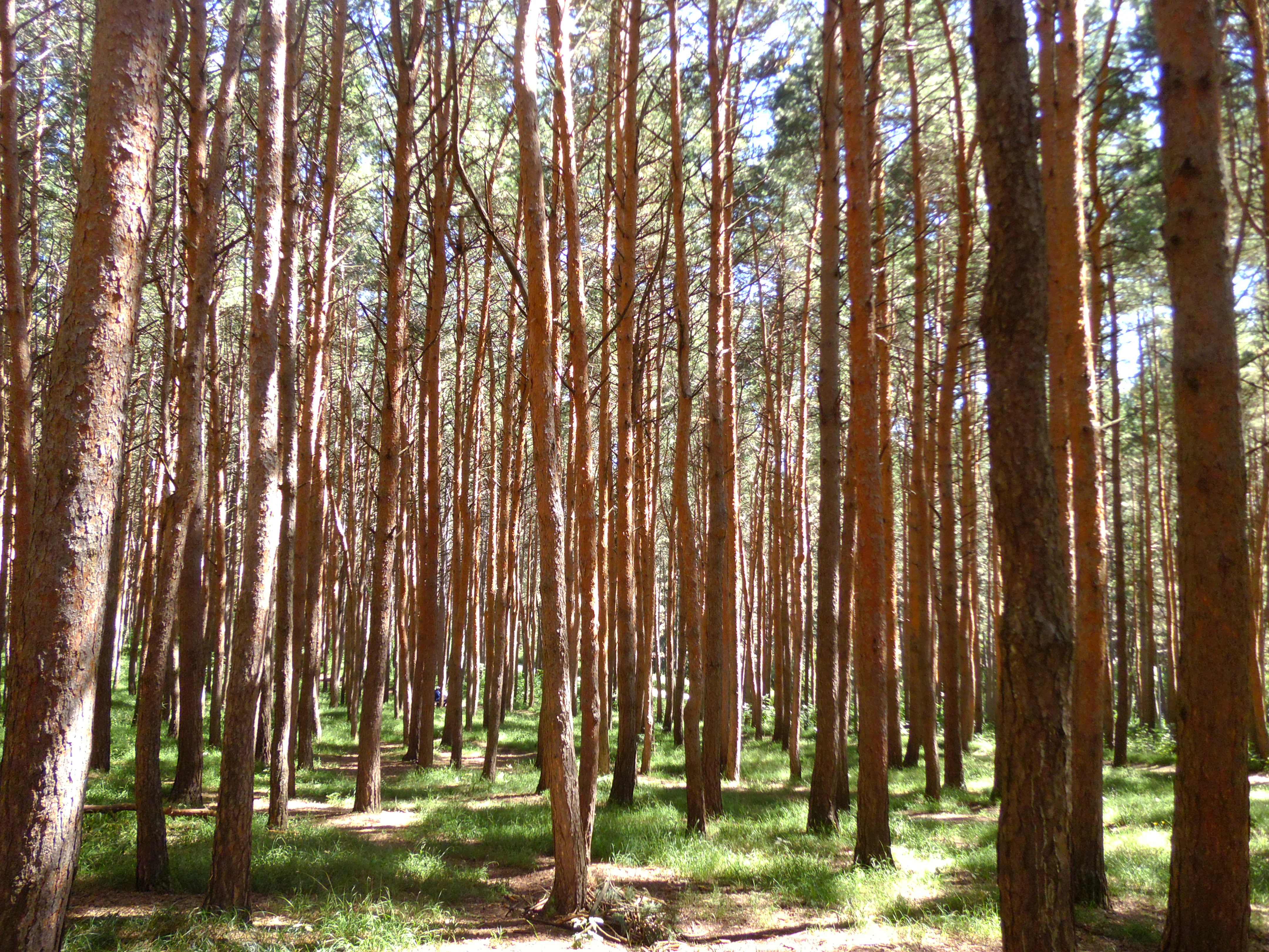 A dense stand of tall, straight pine trees with orange-brown bark and green needles, casting dappled light on the grassy forest floor.