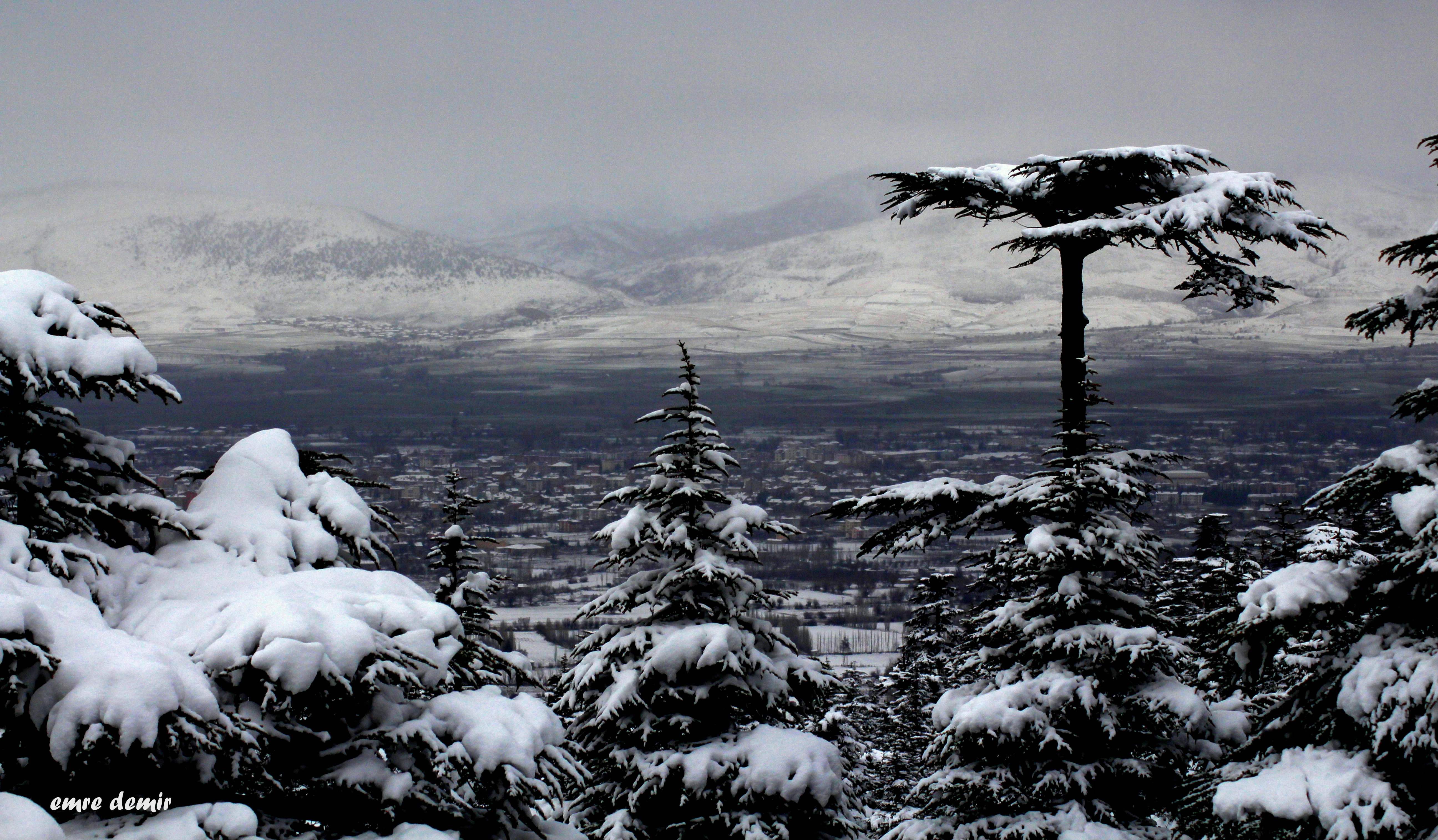 Snow-covered evergreen trees with a town visible in the distance under a cloudy sky