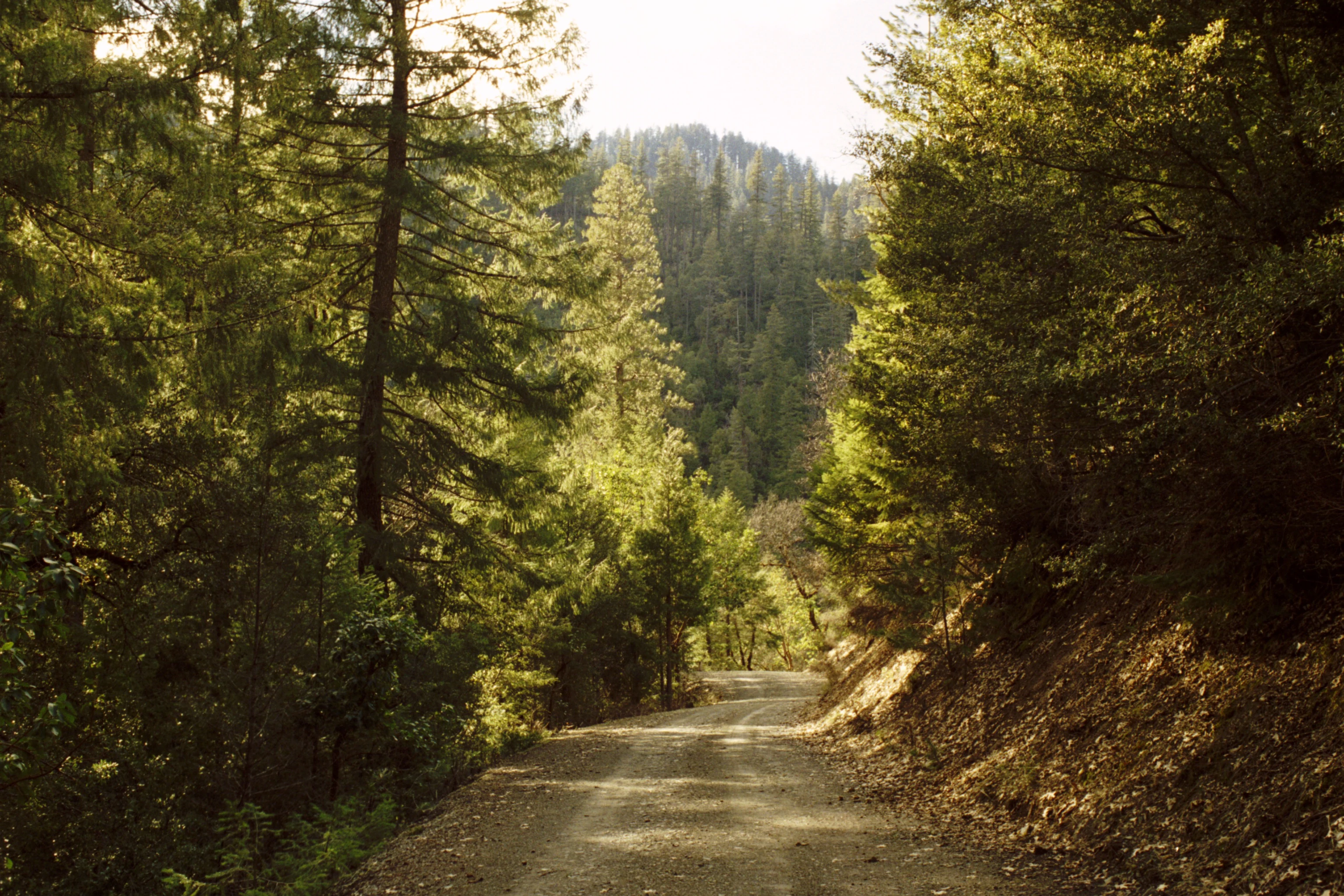 A dirt and gravel road leads into the distance, flanked on both sides by a dense, sunlit forest of conifers and deciduous trees, with a mountainous slope visible in the background.
