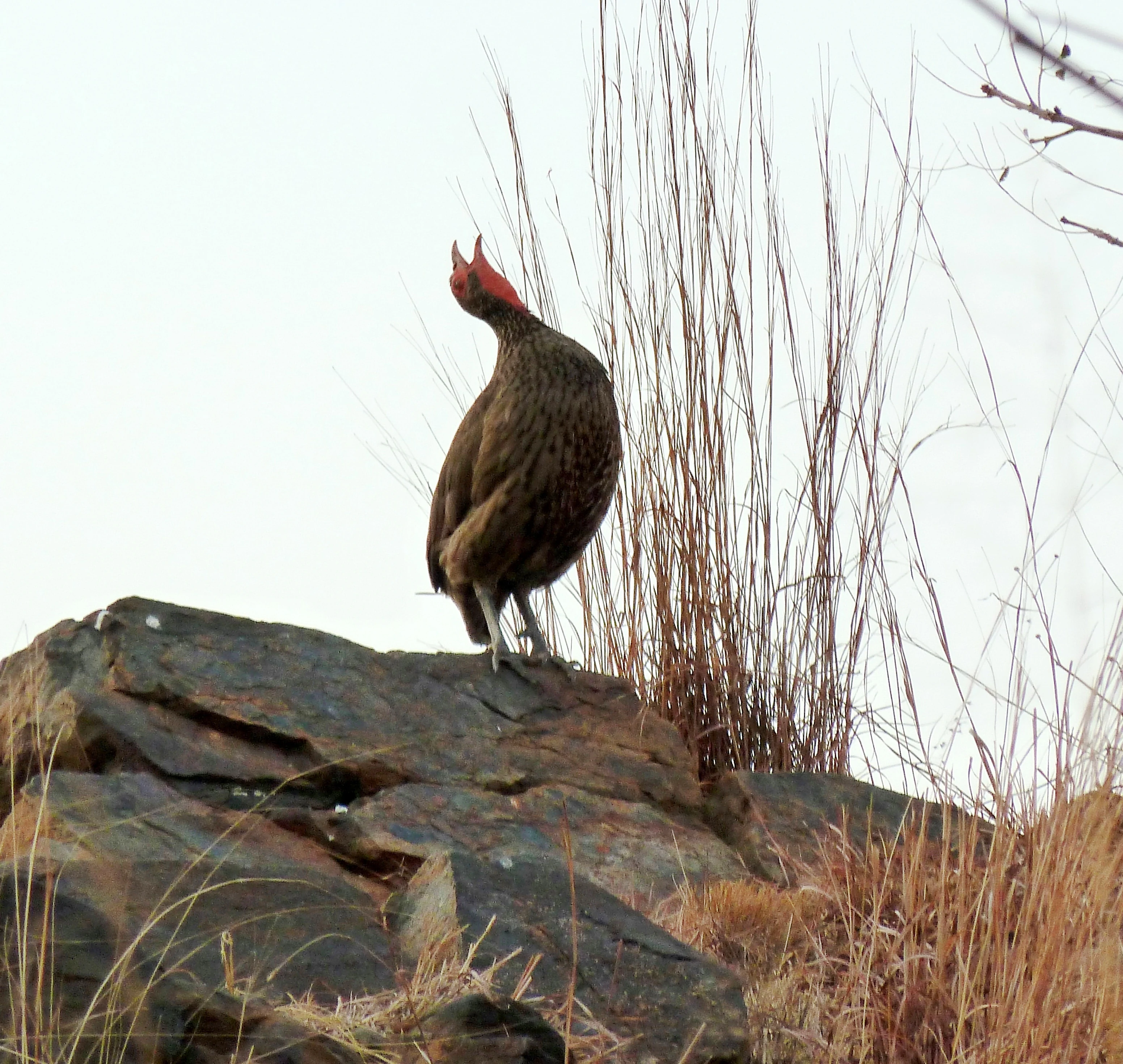 A brown Swainson's francolin bird with a visible red throat area standing on a dark, weathered rock surface against a pale sky.