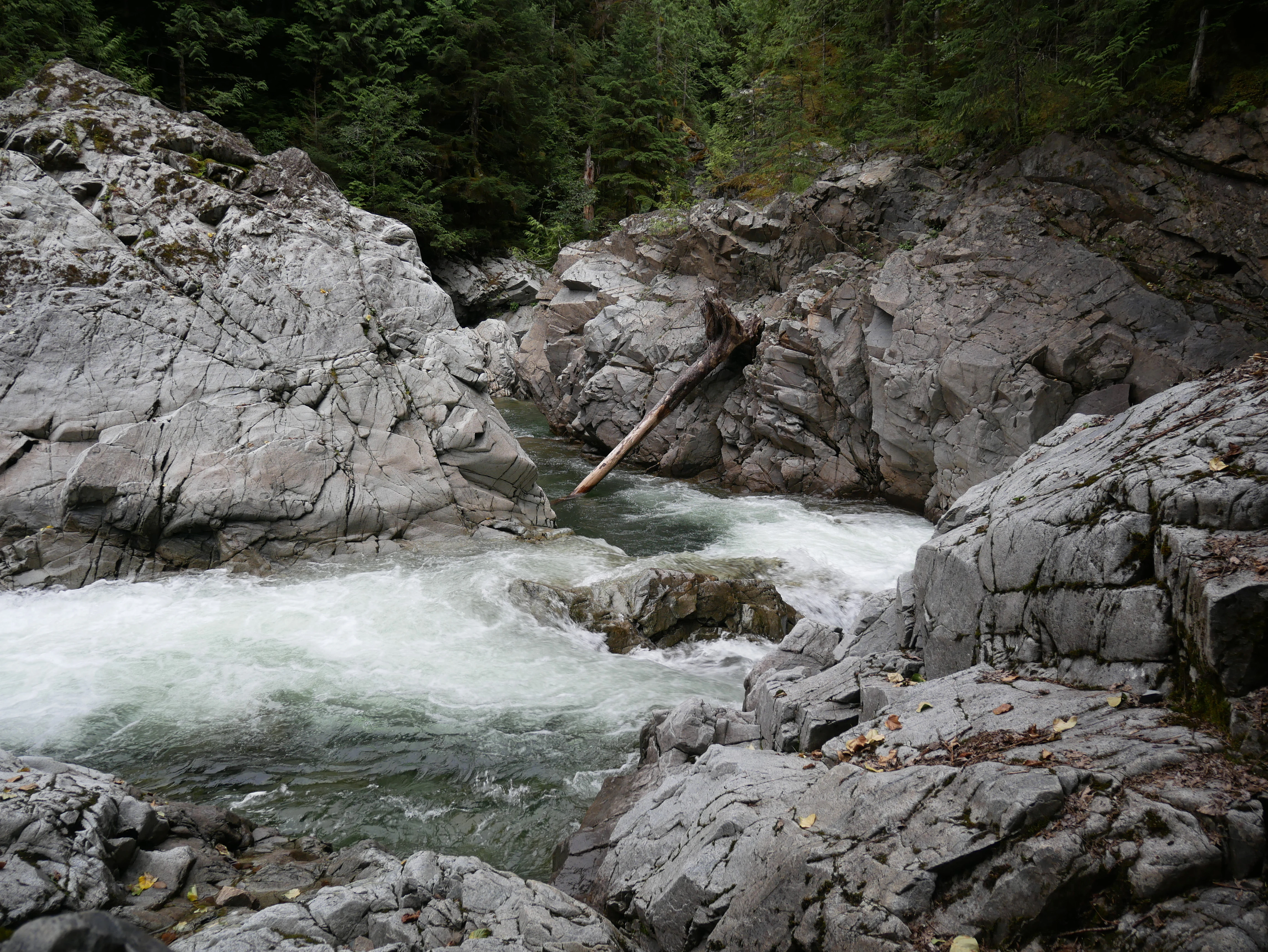 A rushing creek flows through a narrow, steep-sided canyon with exposed grey bedrock and evergreen trees along the banks.