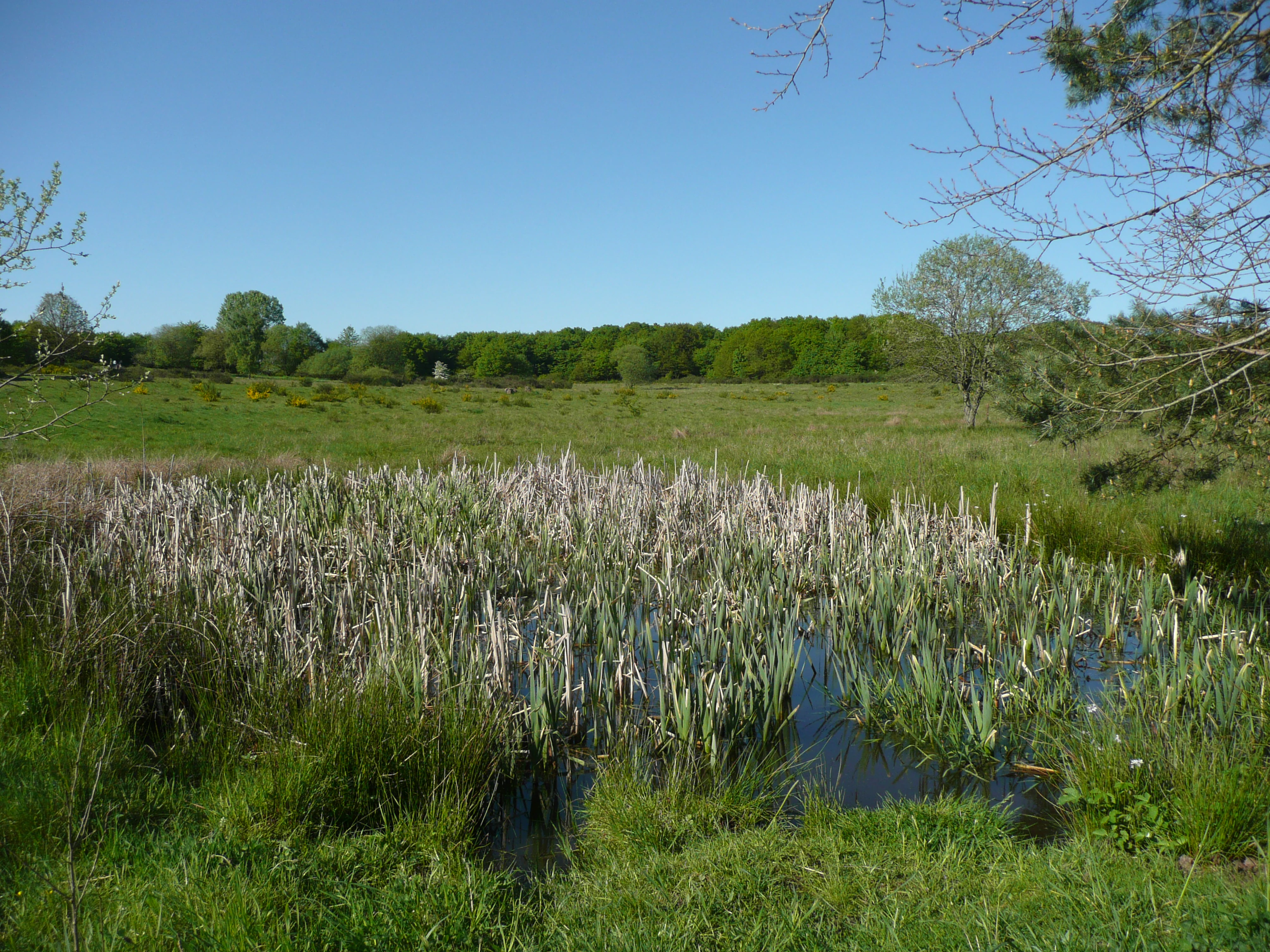 A small, grassy wetland pond filled with tall reeds, surrounded by a rolling green meadow and a forest line under a clear blue sky.