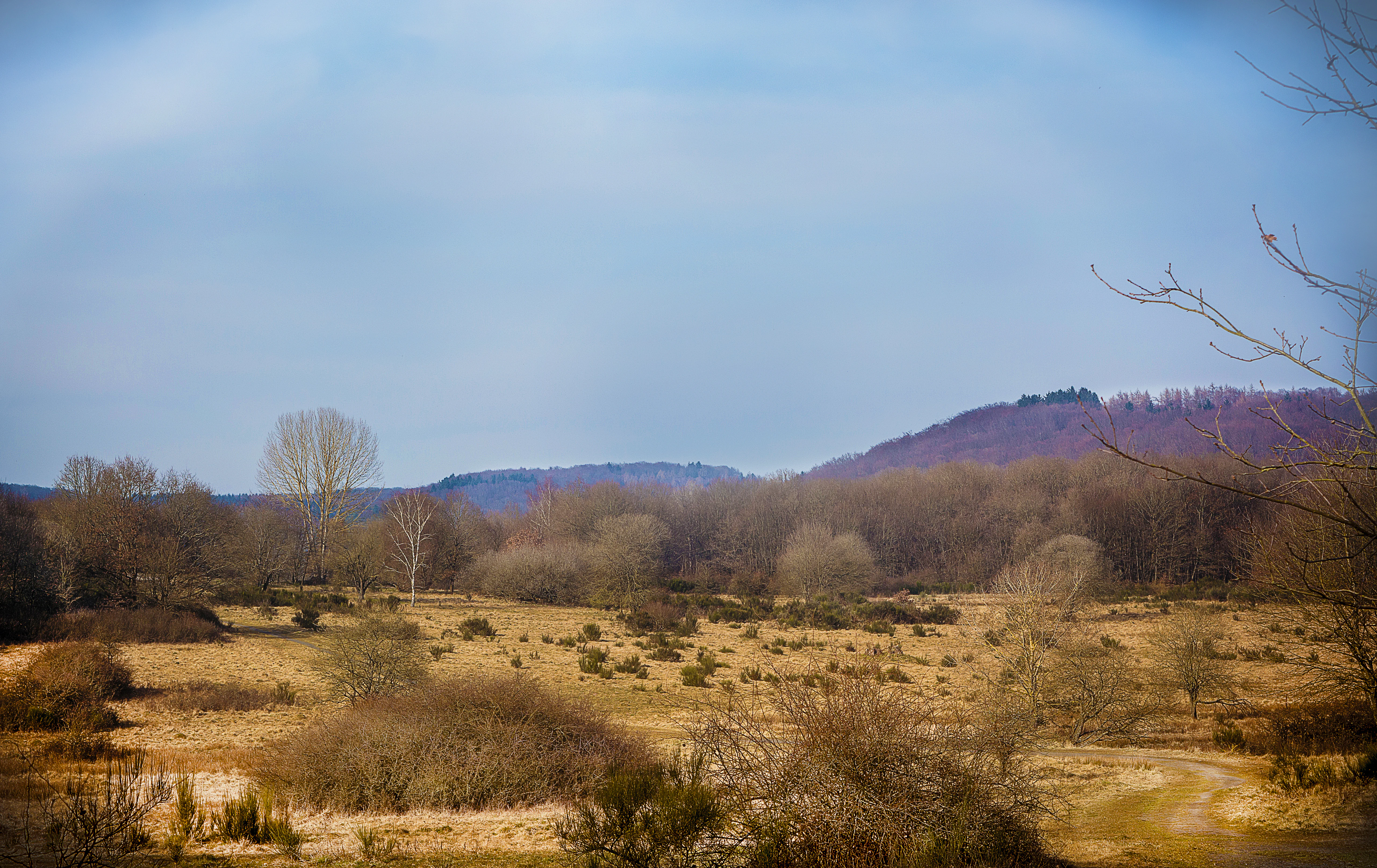 Panoramic landscape of an open, dry grassland area with scattered shrubs and bushes, framed by dense woodland and rolling hills in the background under a blue sky.