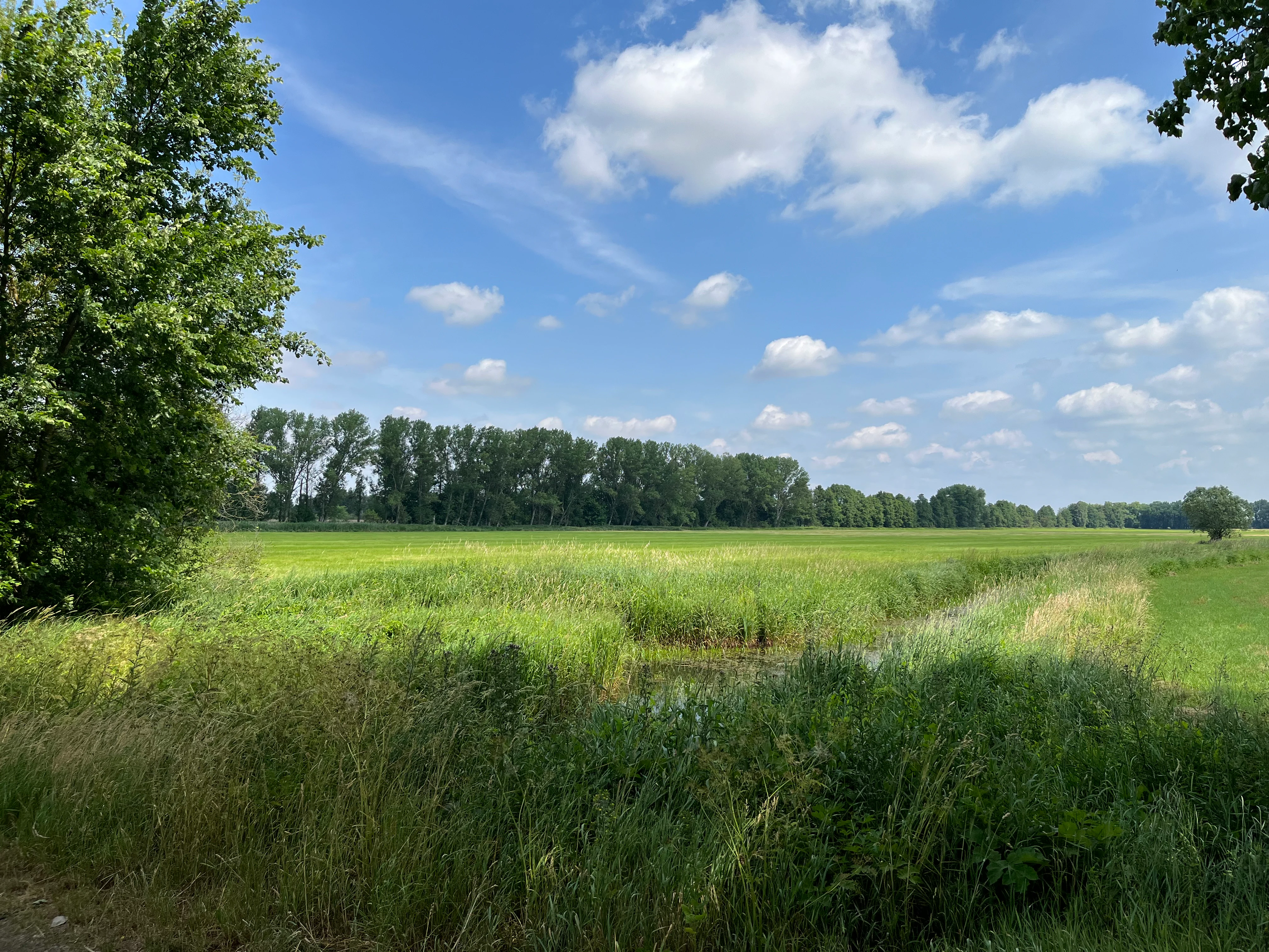 A wide, grassy meadow and wetland area under a blue sky with scattered clouds, bordered by a line of trees in the background.