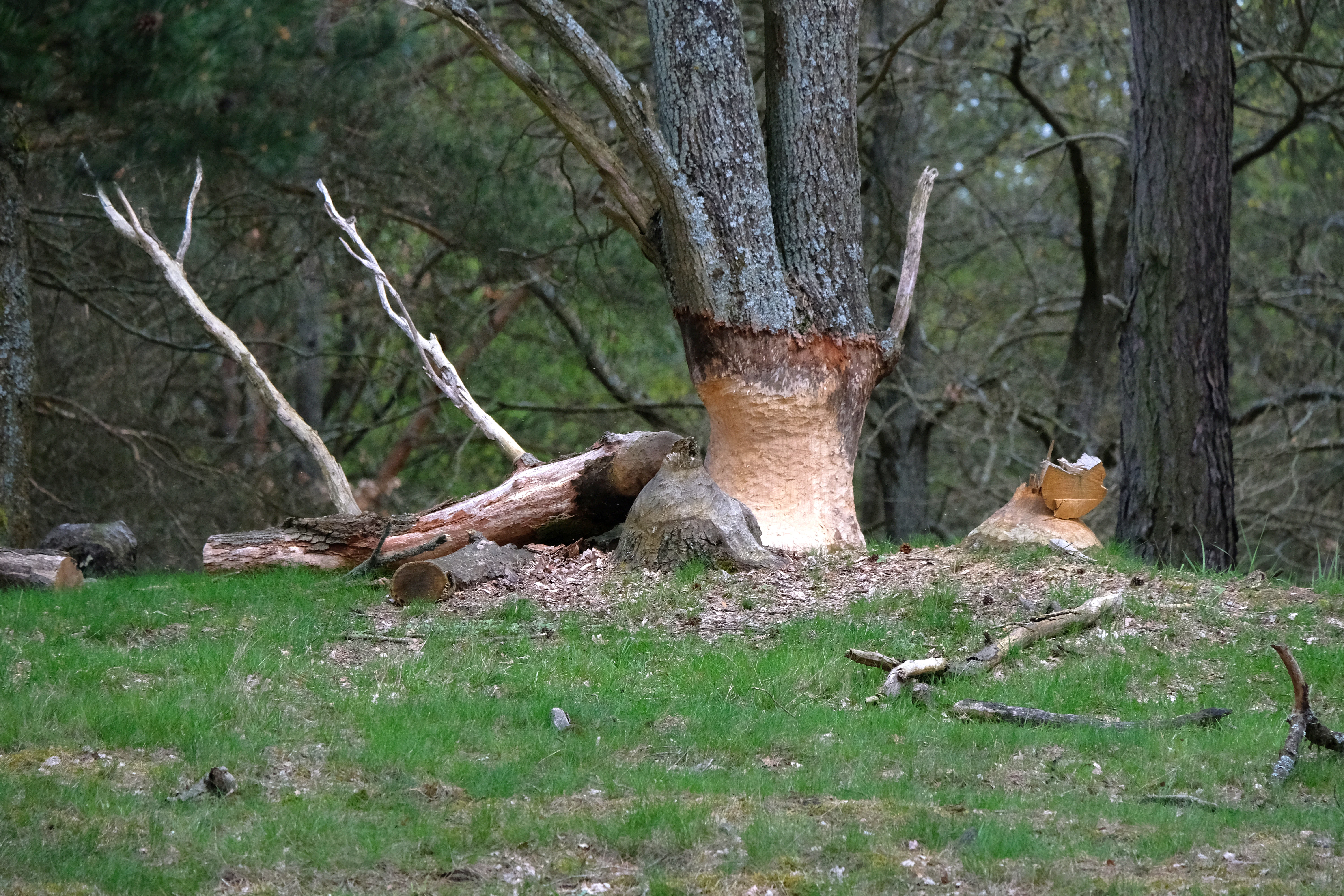 A thick tree trunk in a forest with deep, light-colored tooth marks circling the base, indicating activity by beavers, with fallen branches on the grassy ground nearby.