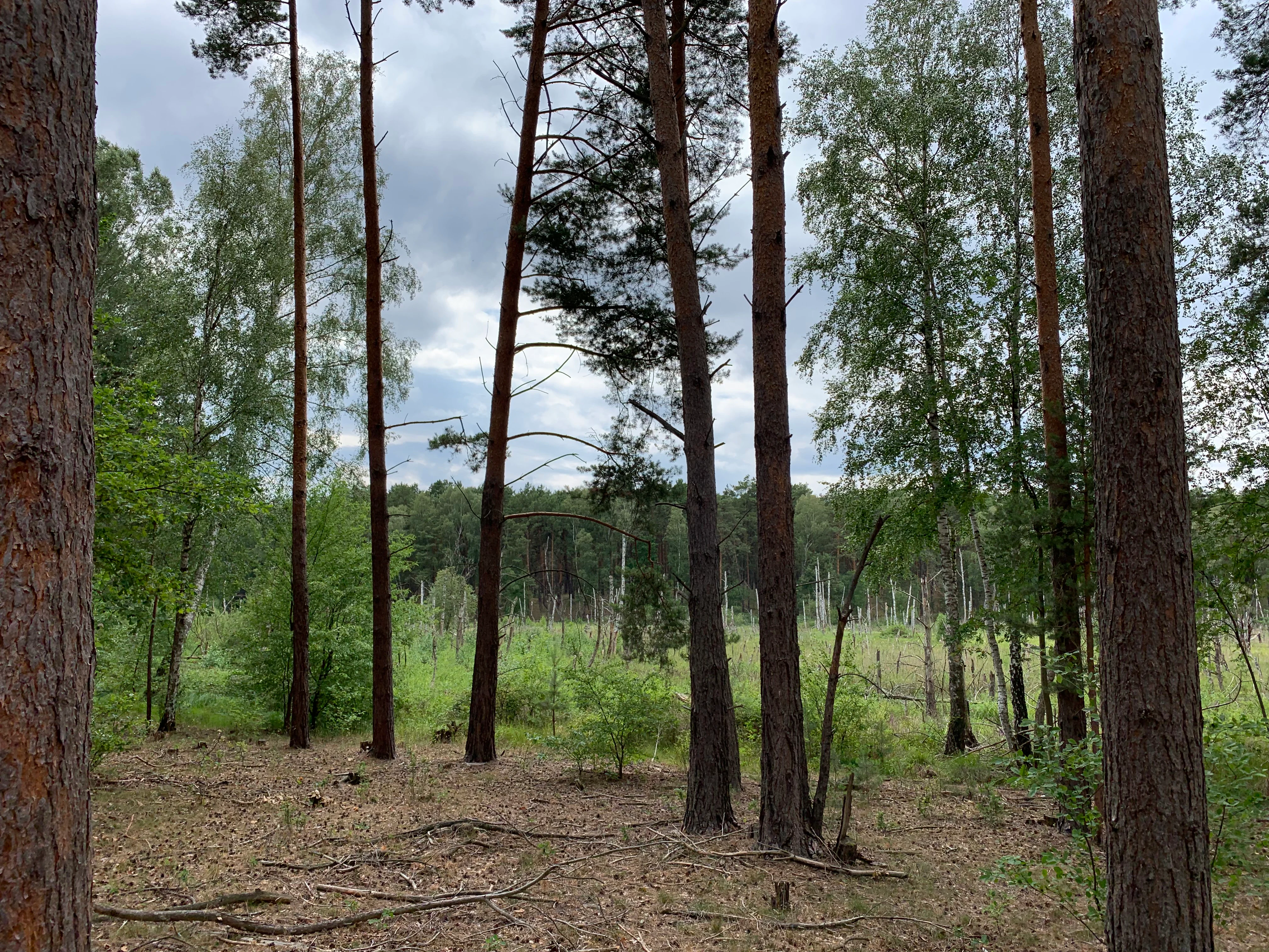 A view through pine tree trunks into a lush, green bog forest under a cloudy sky.