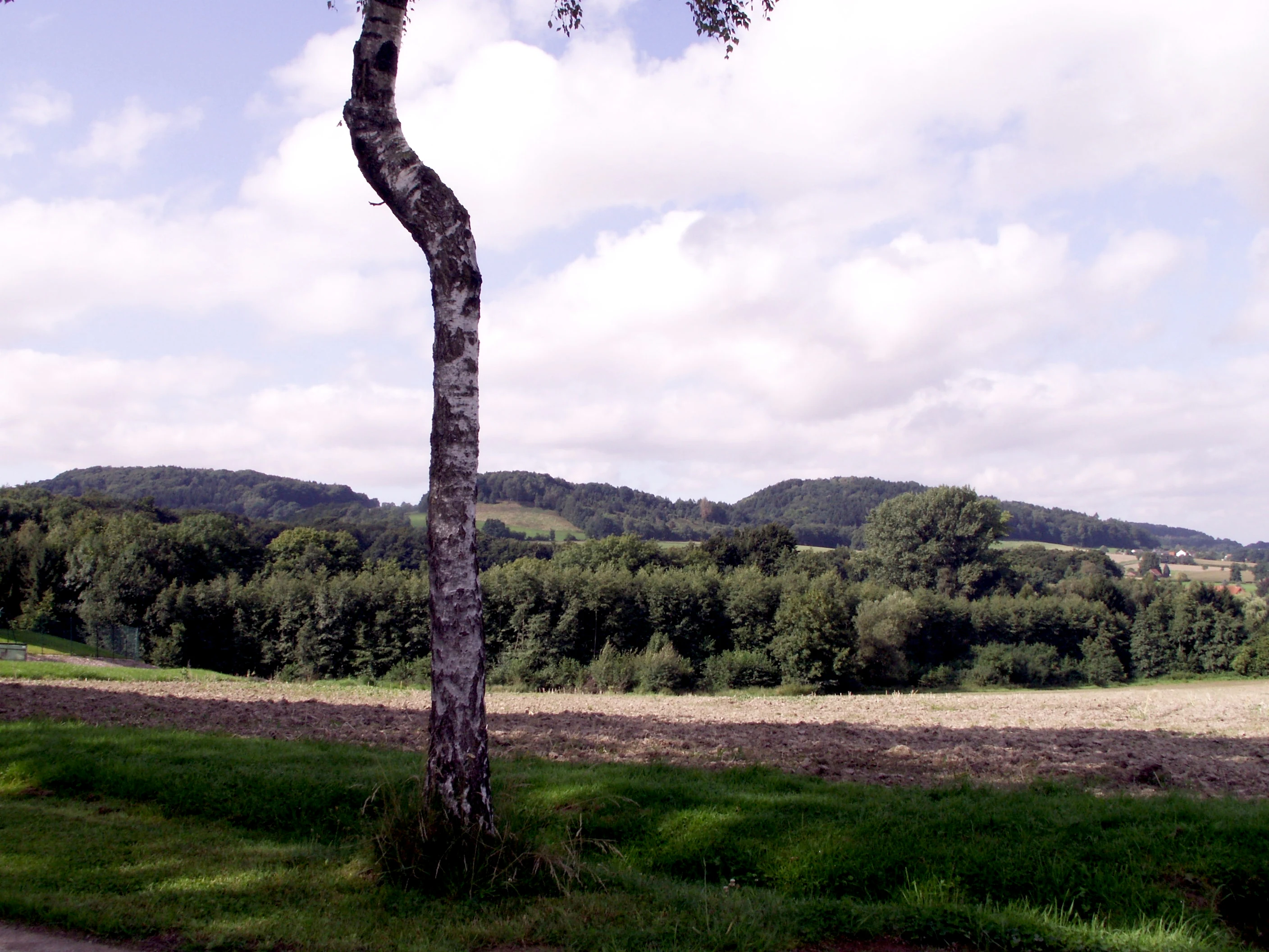 A lone birch tree stands in the foreground, with agricultural fields and forested hills visible in the background under a cloudy sky.