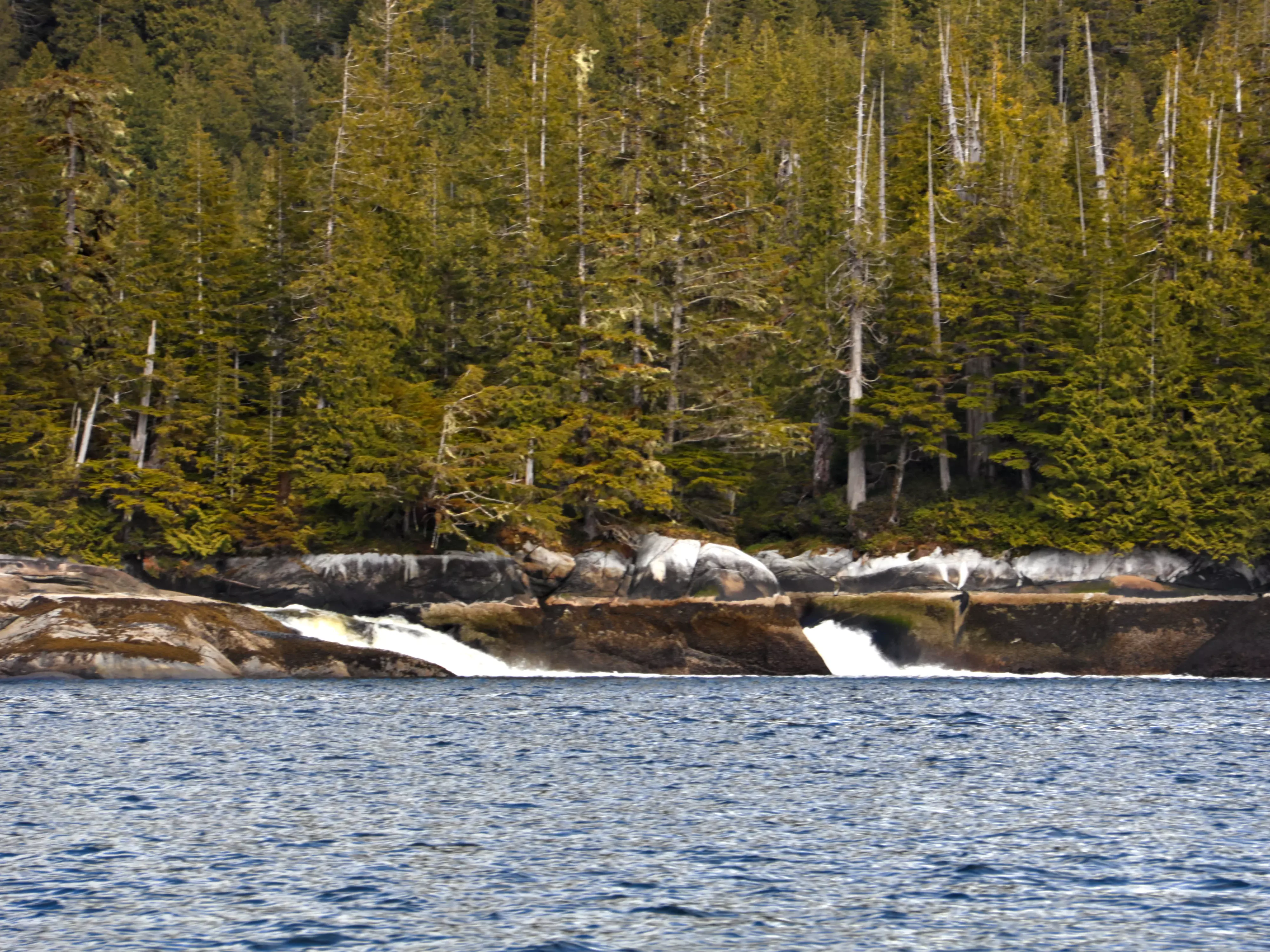 A low, rocky shoreline backed by a dense coniferous forest with small waterfalls cascading directly into the dark blue water of a marine inlet.