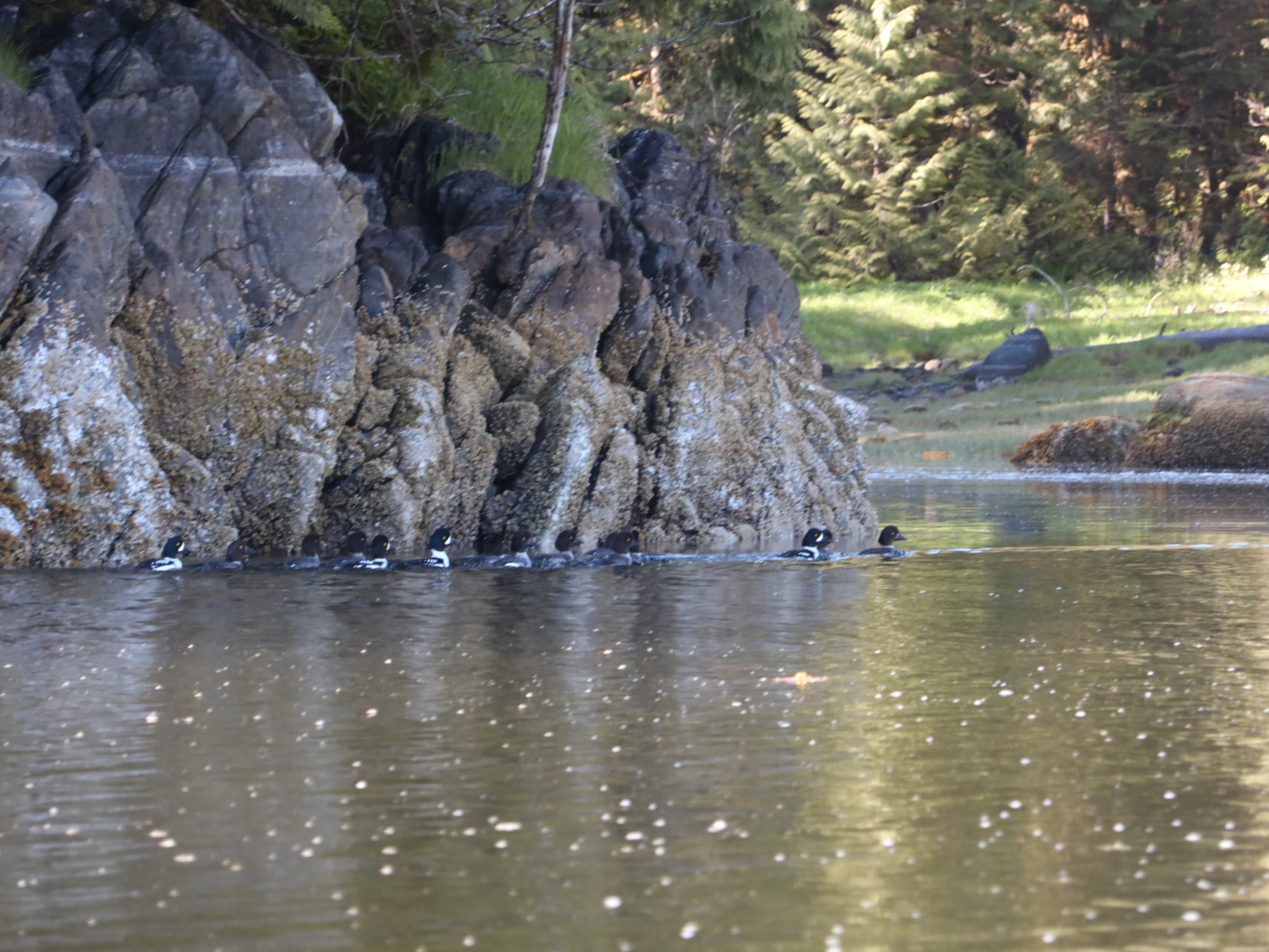A small flock of black and white ducks swimming in single file along a craggy, mossy rock wall at the edge of a calm, dark-water inlet.