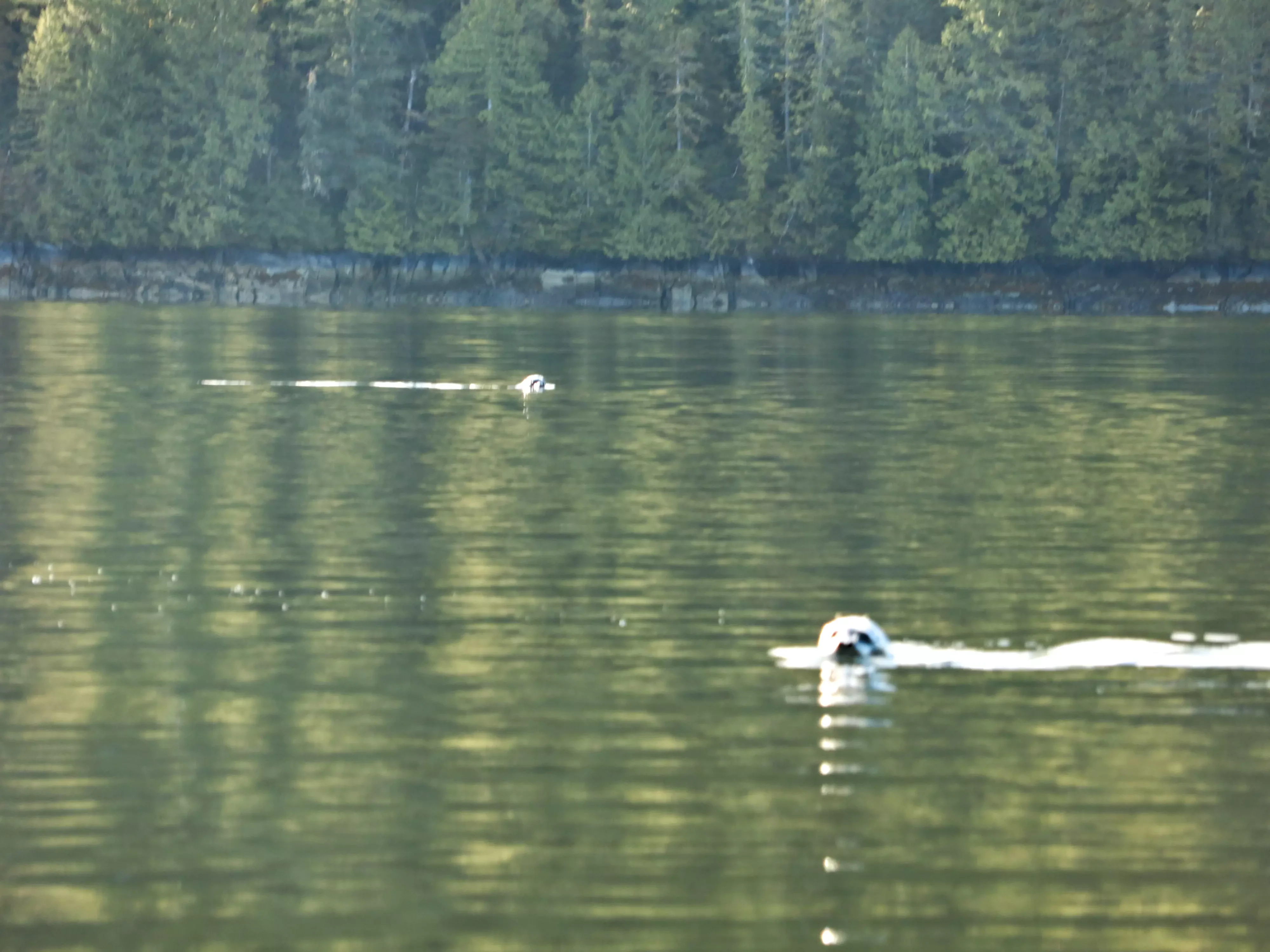 Two harbour seals swim with their heads above the surface of a calm inlet, with a dense coniferous forest visible on the shoreline in the background.