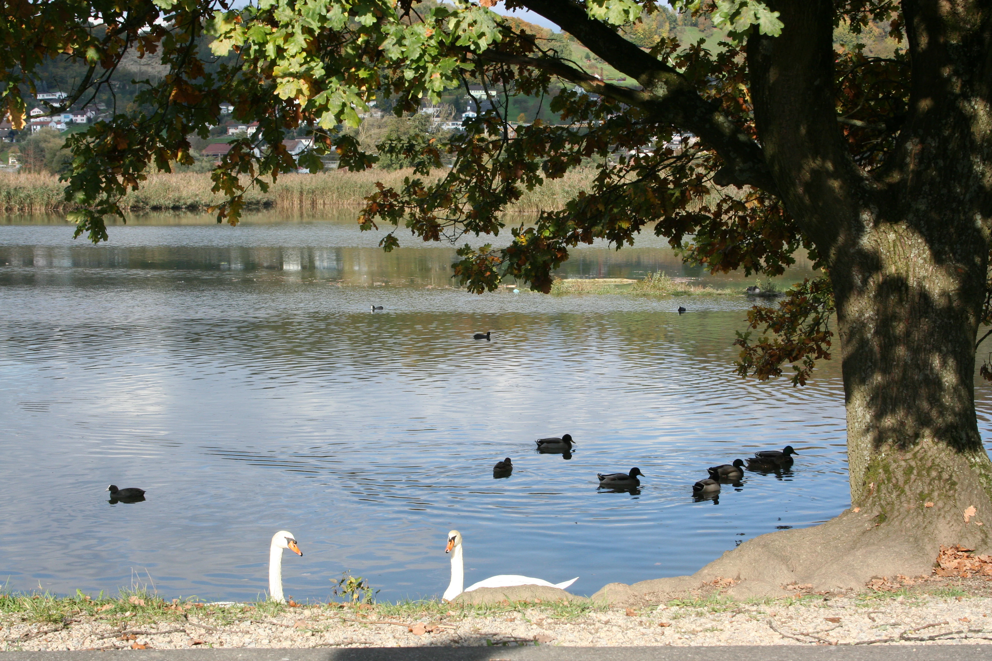 A group of swans and ducks swim in the foreground of a reservoir with an oak tree on the right bank and distant buildings visible across the water.