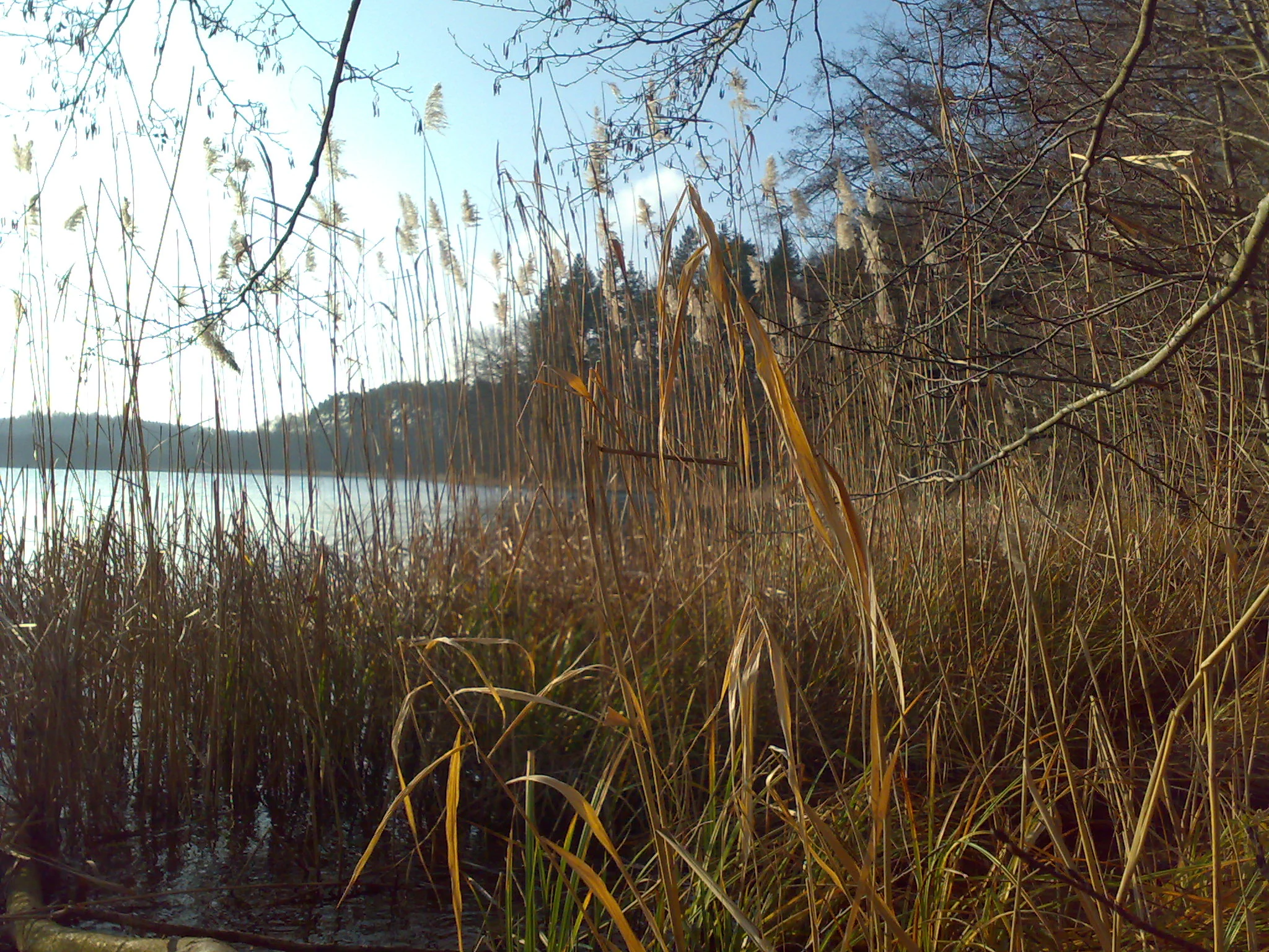 A view of the shoreline of a lake, filled with tall dry reeds and grasses in the foreground, with trees and a calm water surface visible in the background under a bright sky.