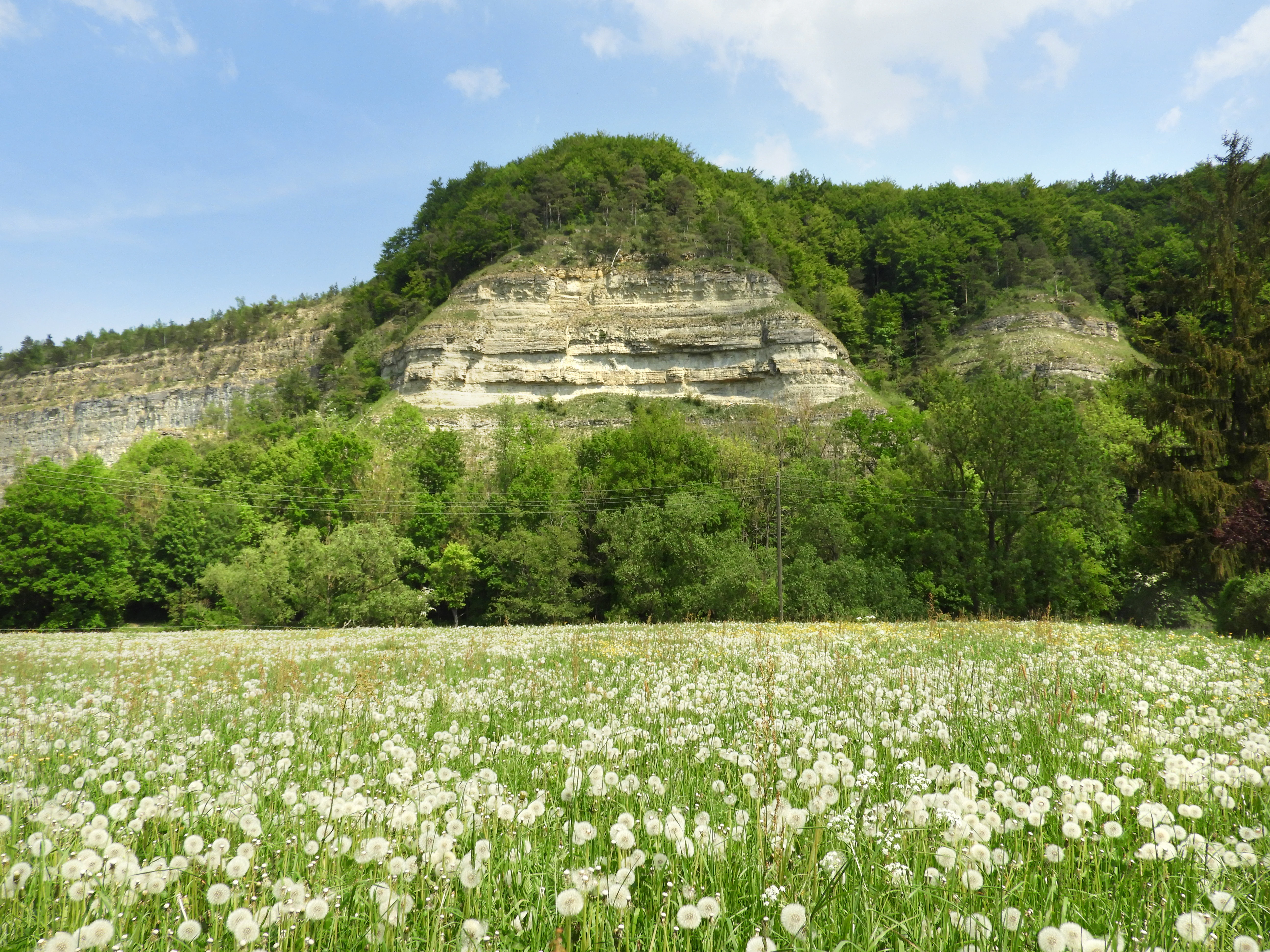 Una vista amplia de un prado verde vibrante lleno de cabezas de semillas de diente de león blancas en primer plano, con un acantilado de piedra caliza escarpado y boscoso elevándose al fondo bajo un cielo azul.