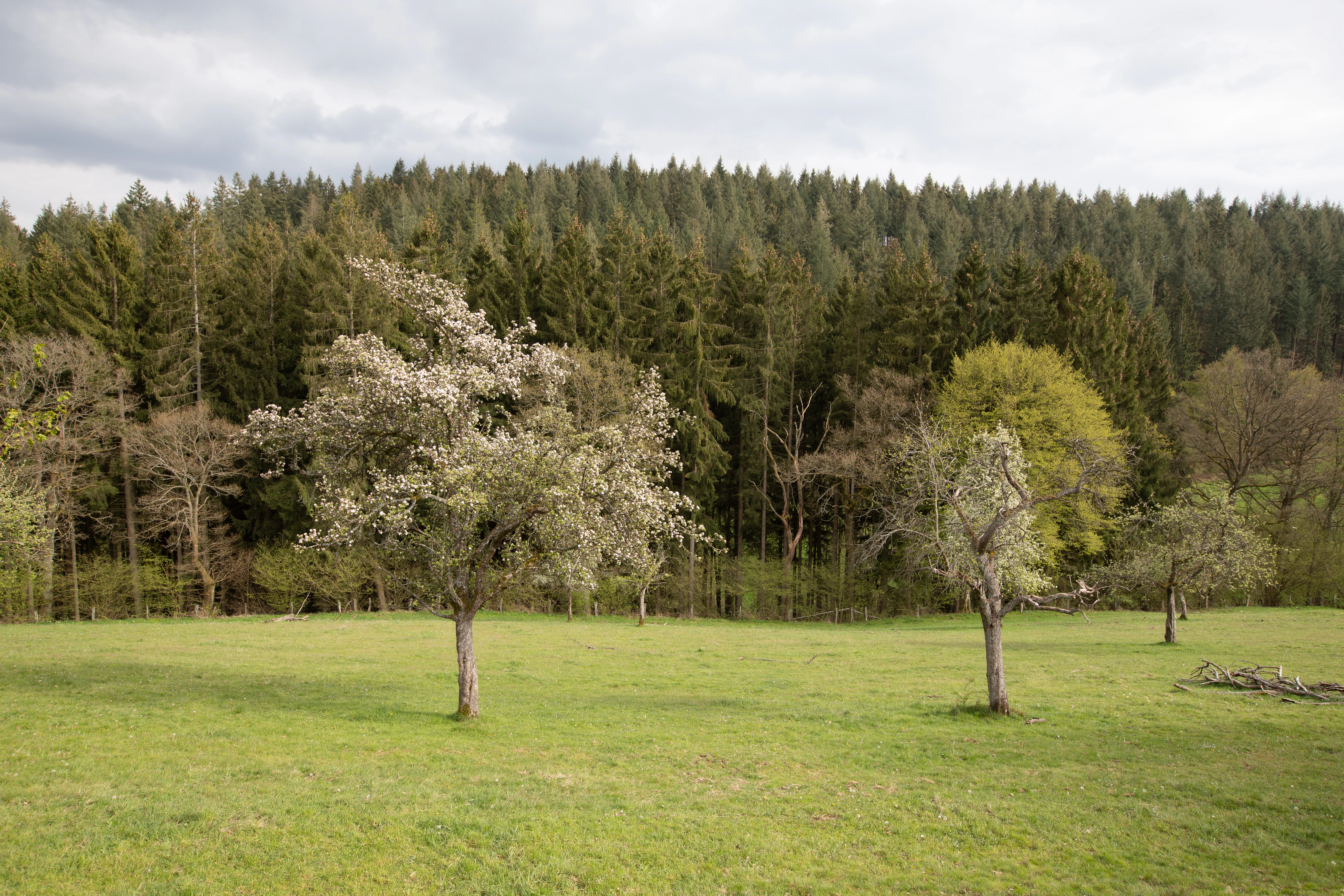 A green, open pasture with scattered flowering fruit trees in the foreground, backed by a dense coniferous forest under a cloudy sky.