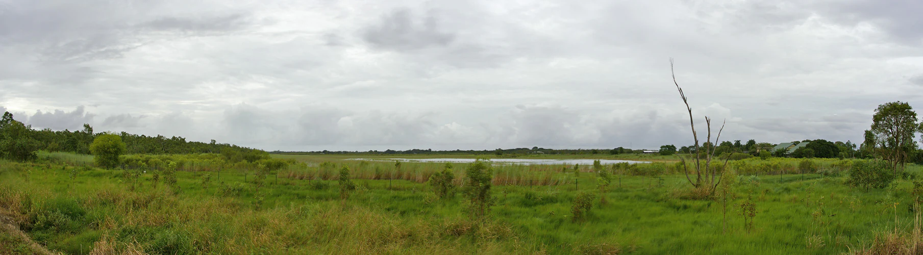 A panoramic shot of an open, grassy wetland area under a cloudy, overcast sky, with patches of water and sparse trees visible in the distance.