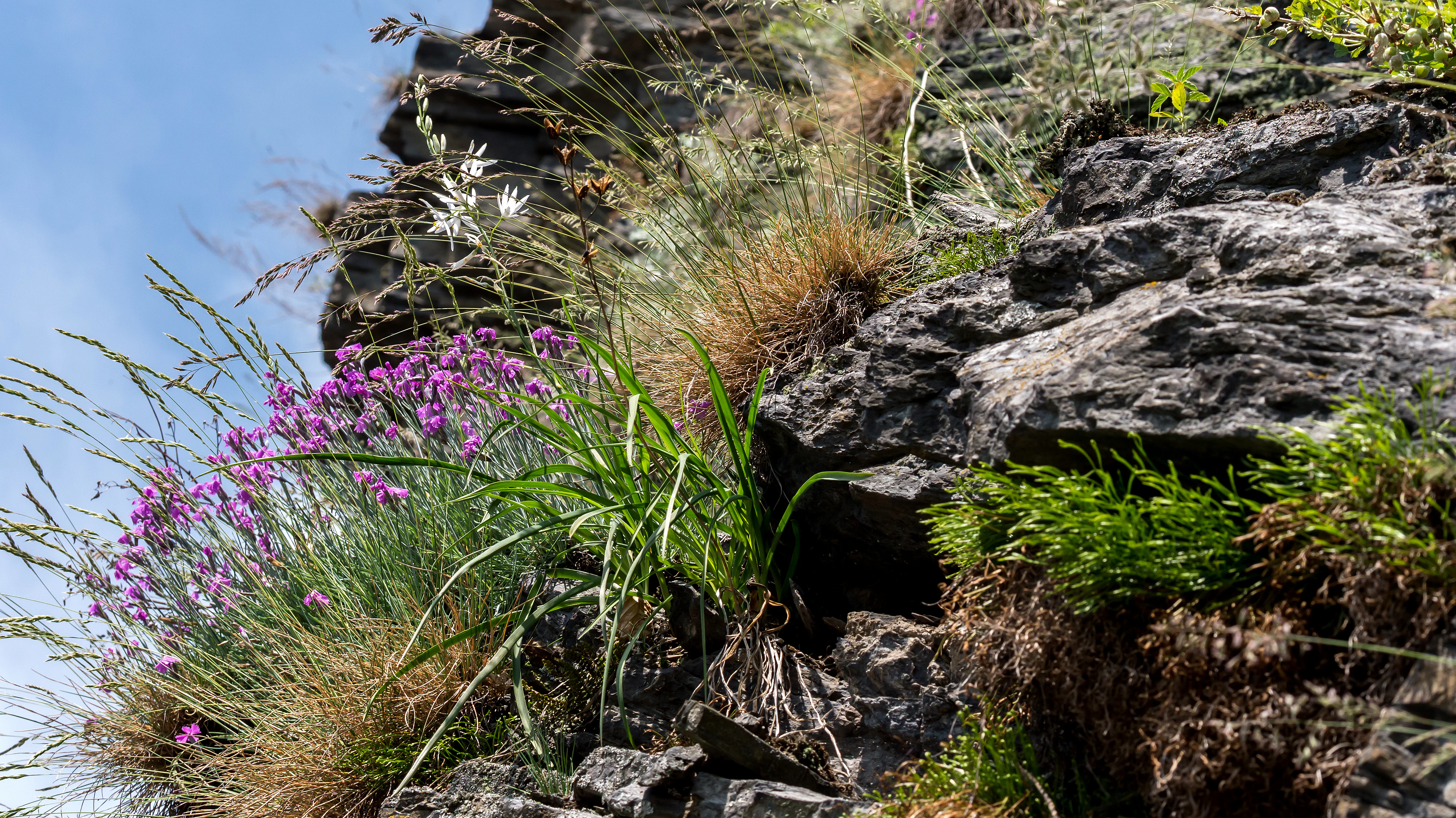 Close-up view of purple flowers and white lilies growing directly from the steep, layered silicate rock face of the Kobersfelsen nature reserve.