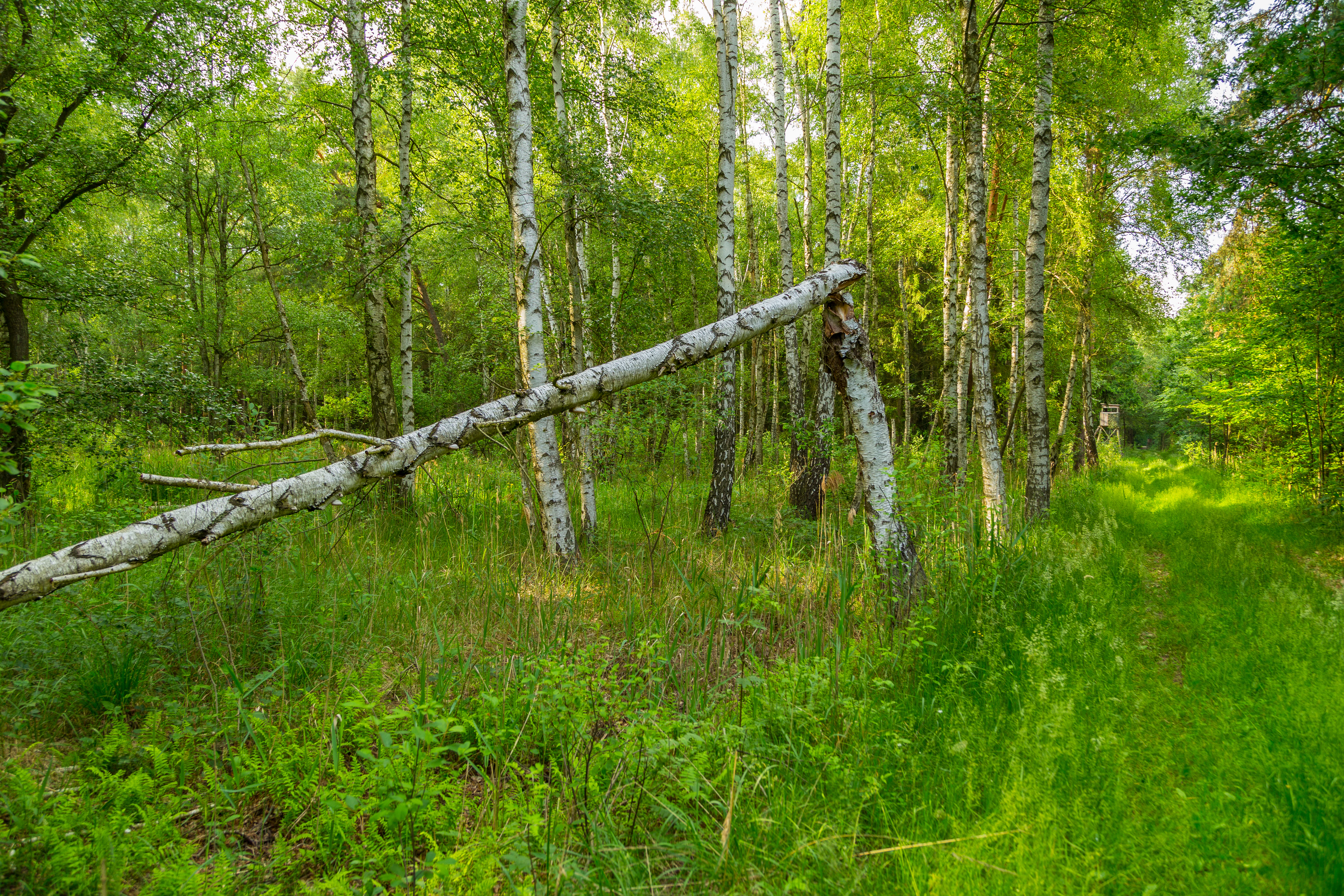 A fallen birch tree trunk lying diagonally across a lush green forest clearing with many upright birch trees in the background.
