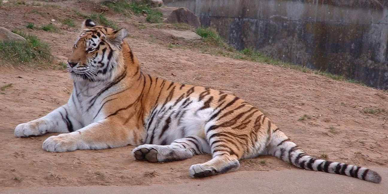 A Siberian tiger with orange and black fur lying down on a dirt patch, viewed from the side.