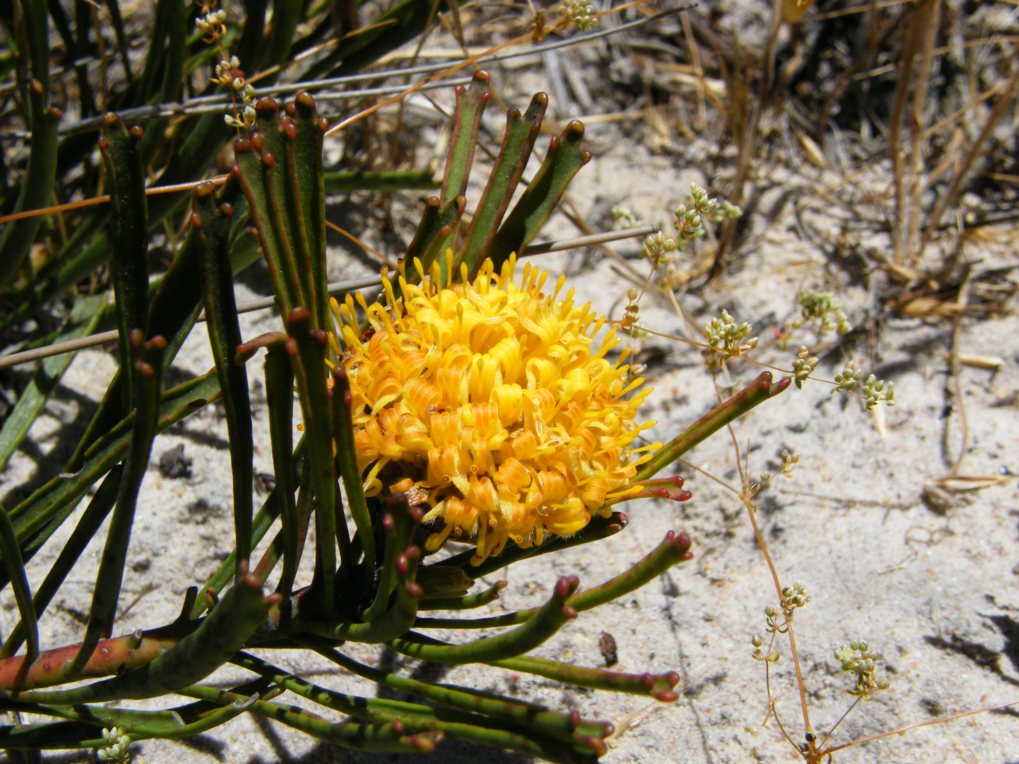 Close-up of a bright yellow pincushion flower with dense tubular florets, surrounded by green stems, growing in sandy soil with dry vegetation.