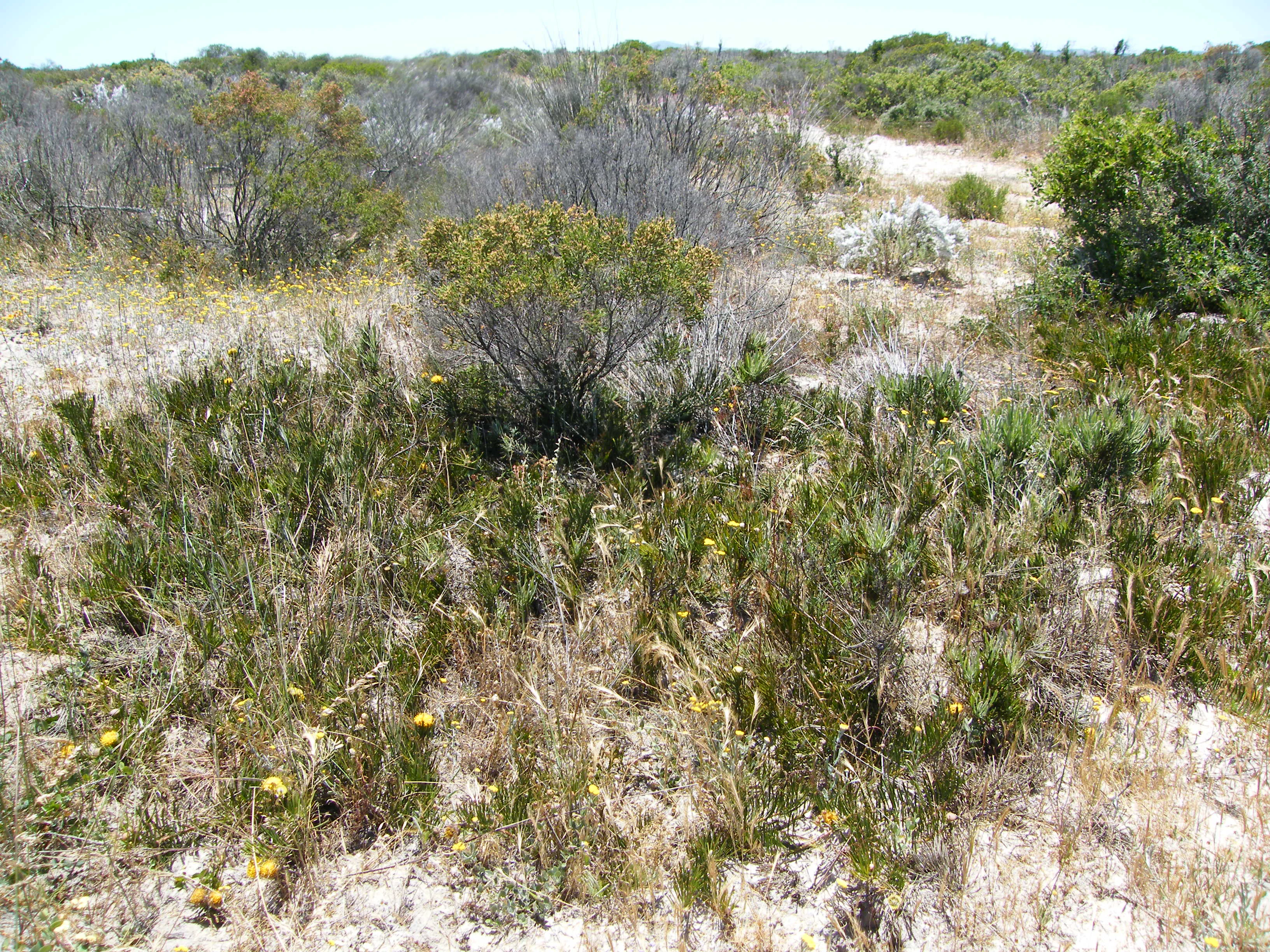 A wide shot of a gray snakestem pincushion bush surrounded by dry grass and other shrubs in a sandy landscape.