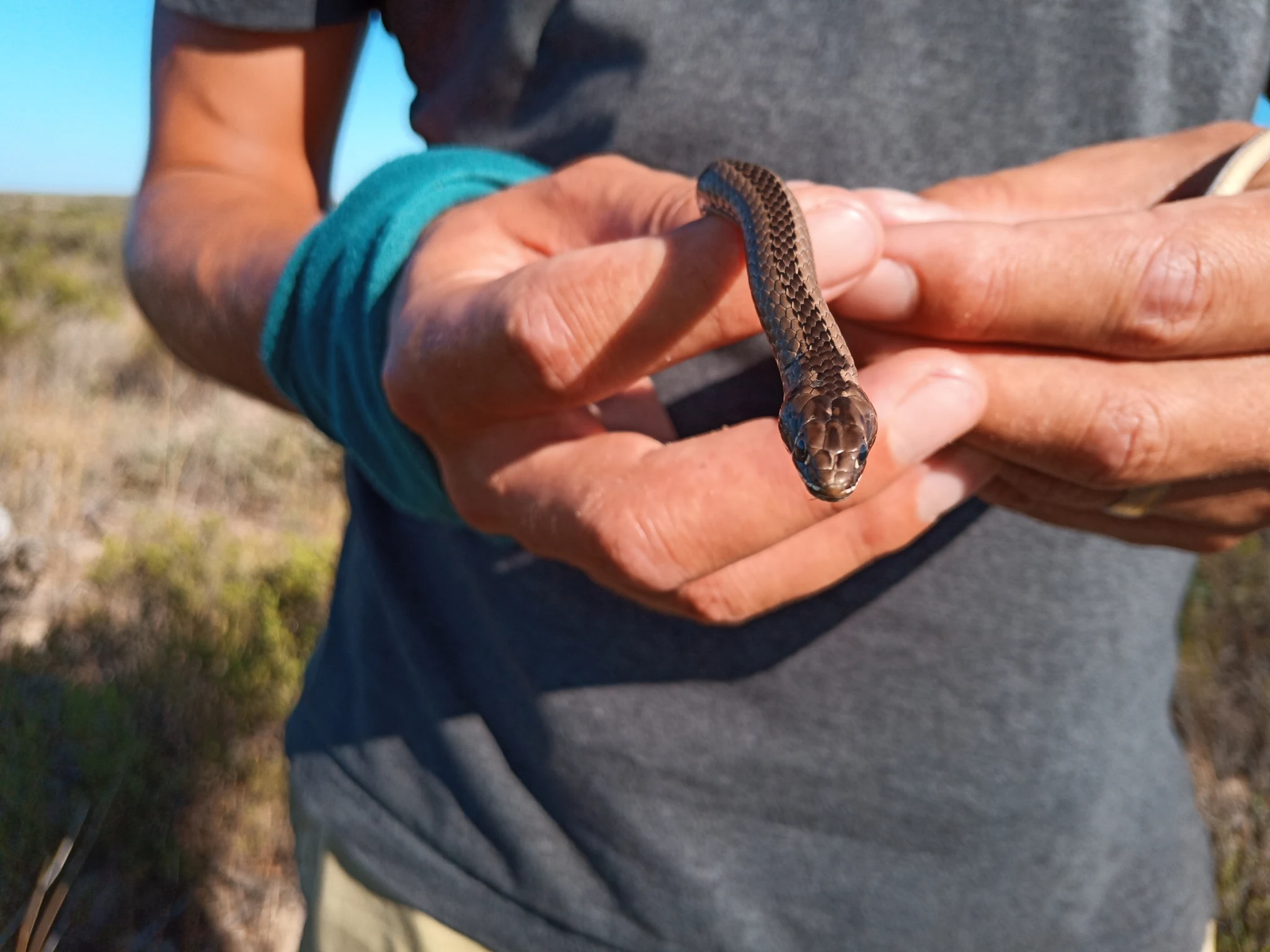 A person's hands holding a small Cross-marked Sand Snake with a patterned brown and tan body against a backdrop of shrubby vegetation and blue sky.
